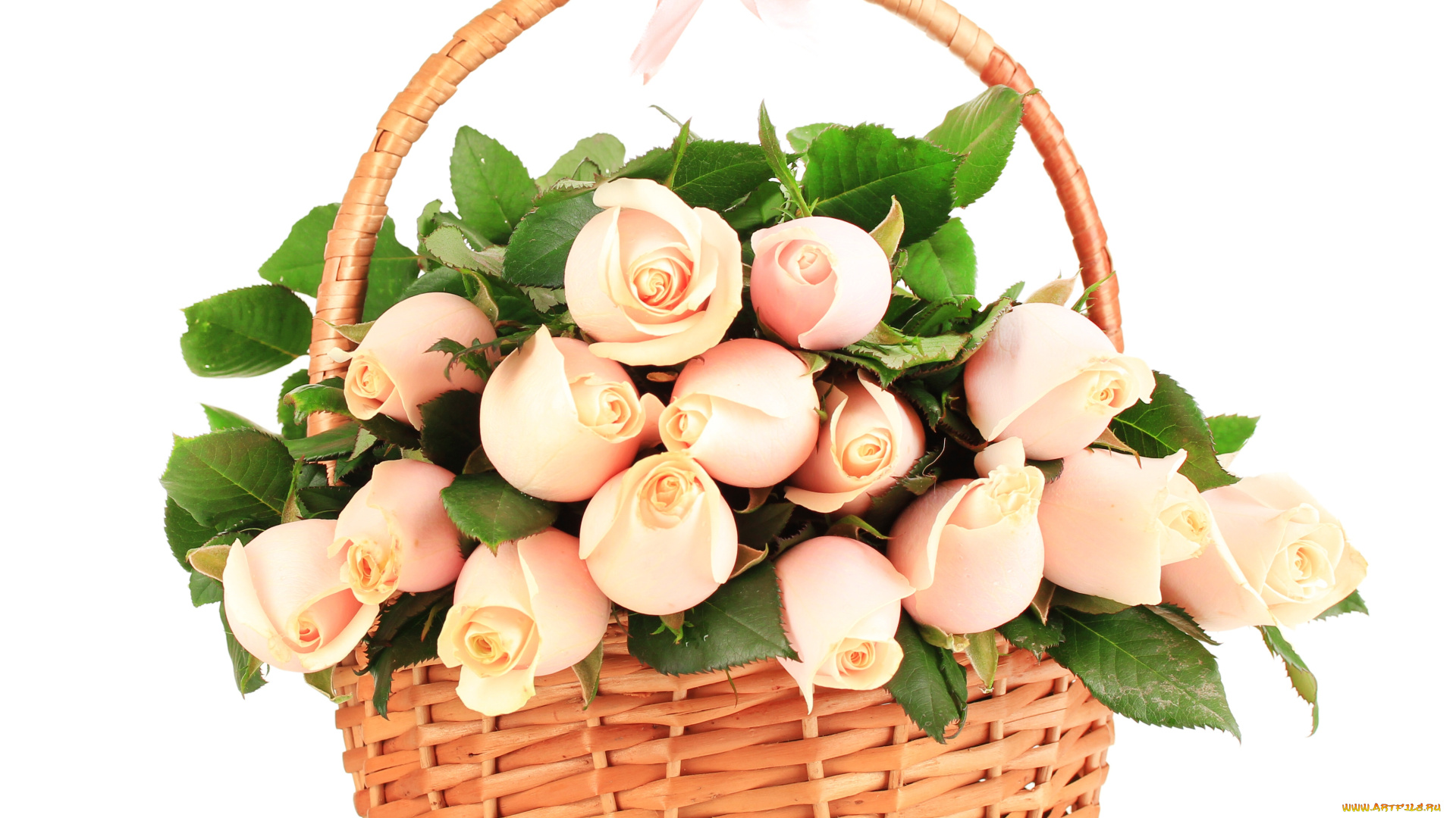цветы, розы, бутоны, корзина
