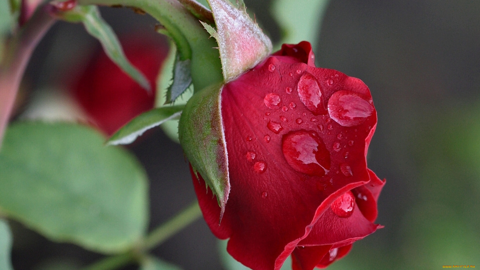 цветы, розы, капли, макро, бутон, роза