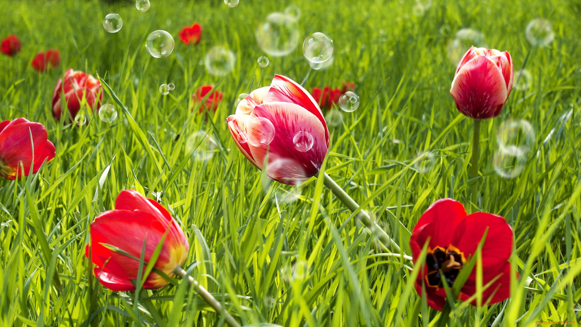 цветы, тюльпаны, красный, поле, трава, зелень, луг, мыльные, пузыри