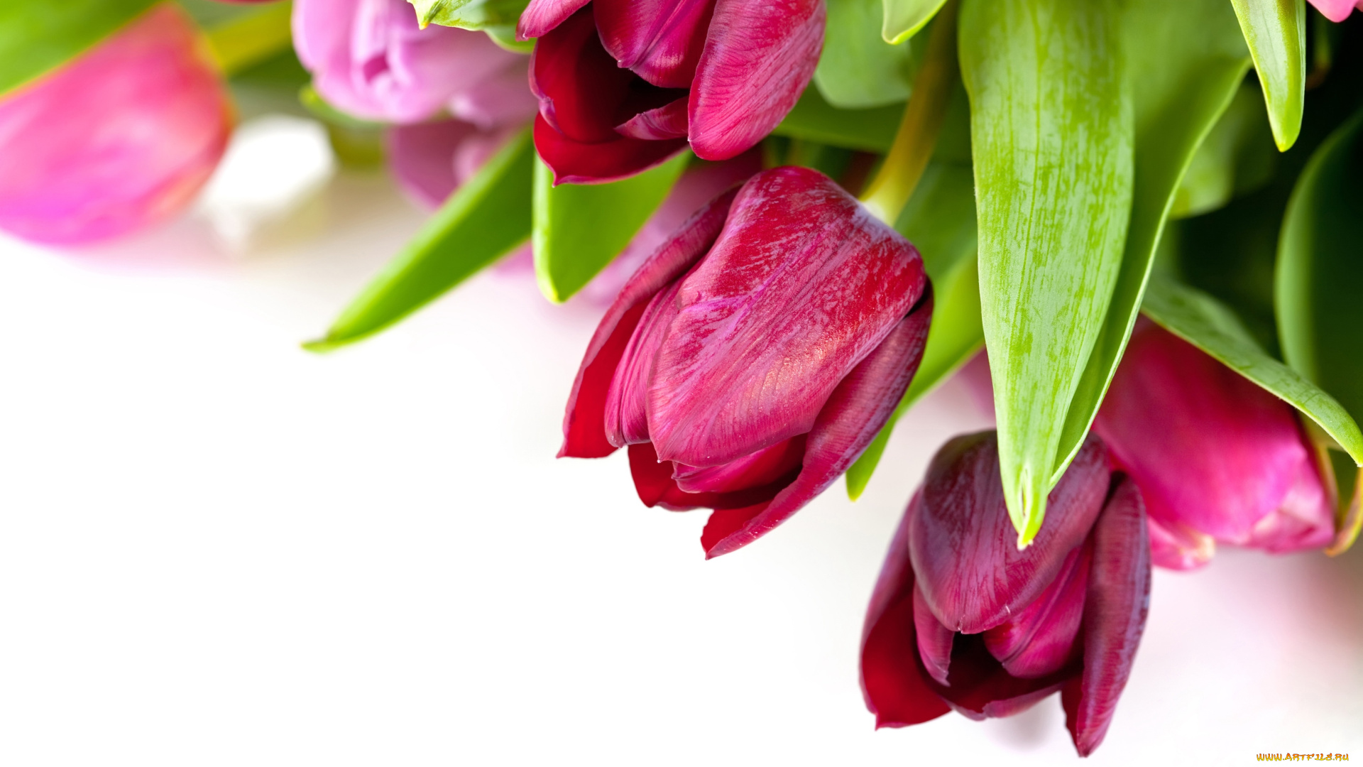 цветы, тюльпаны, лиловый