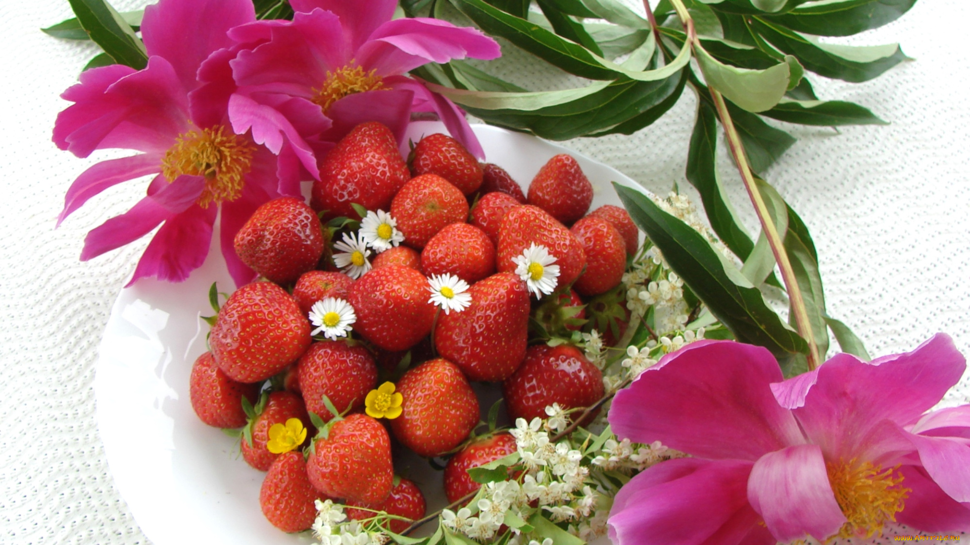 еда, клубника, , земляника, пионы