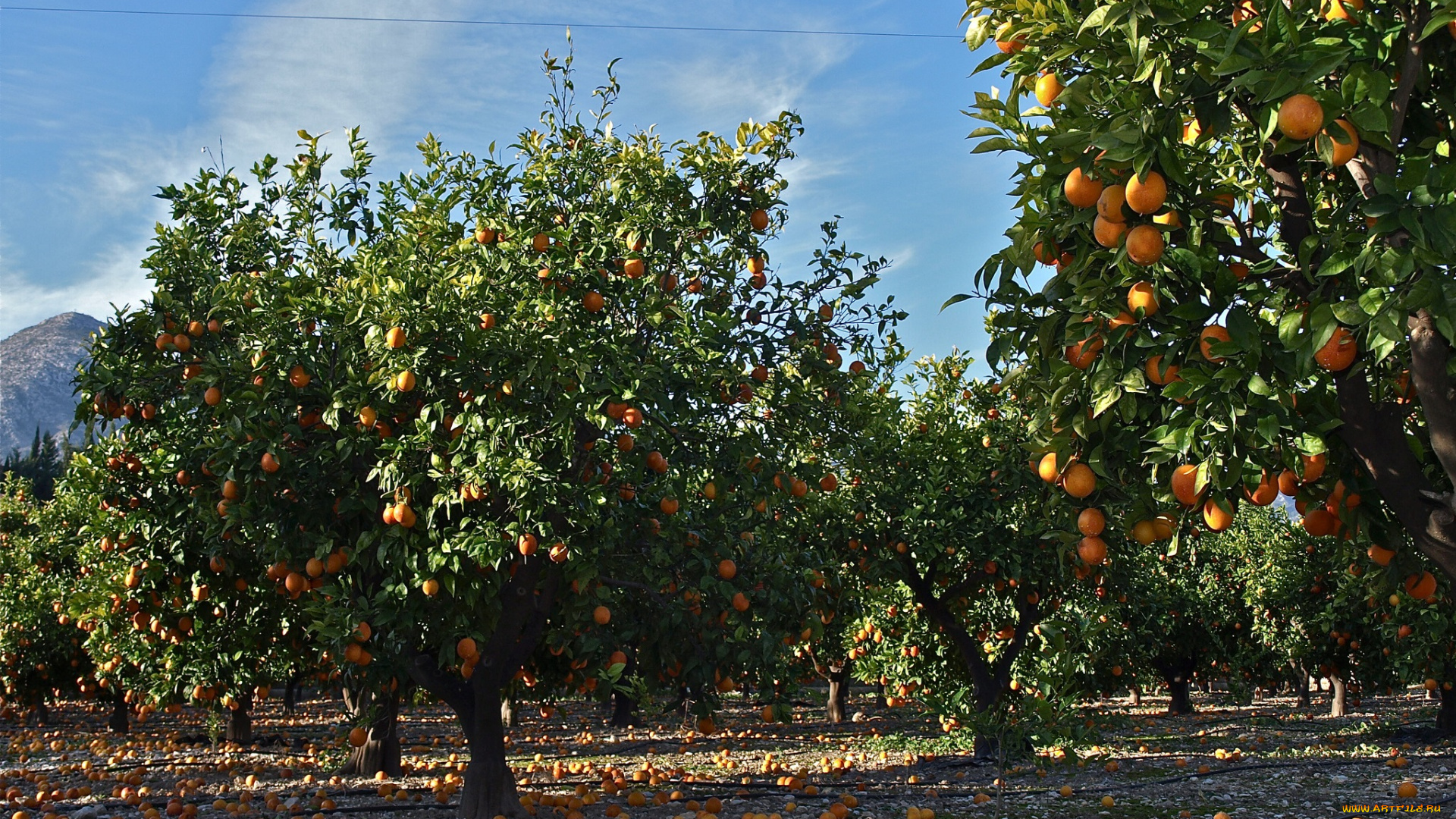 природа, деревья, апельсины, сад, плоды