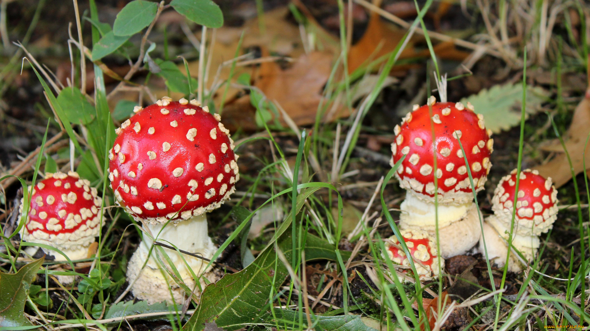 природа, грибы, , мухомор, мухоморы, трава, листья, лес