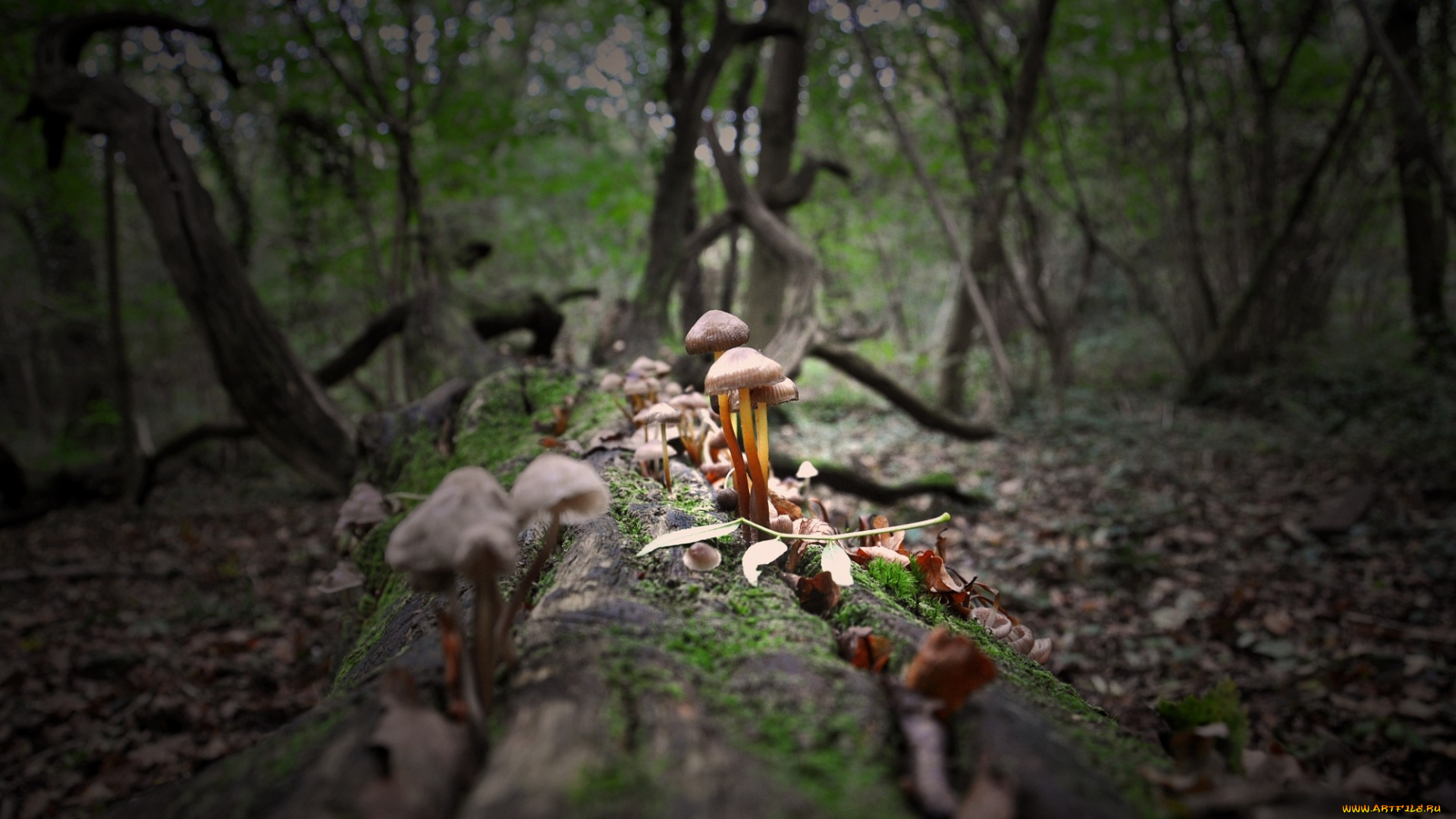 природа, грибы, бревно, лес, макро, мох
