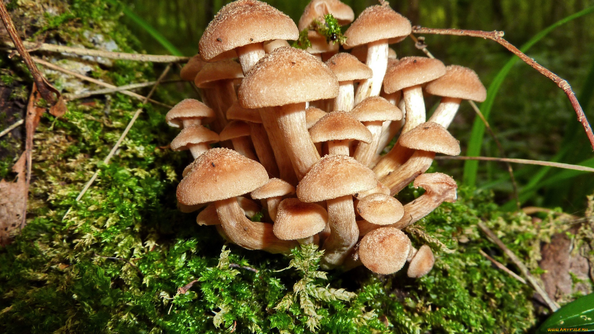 природа, грибы, опята, мох