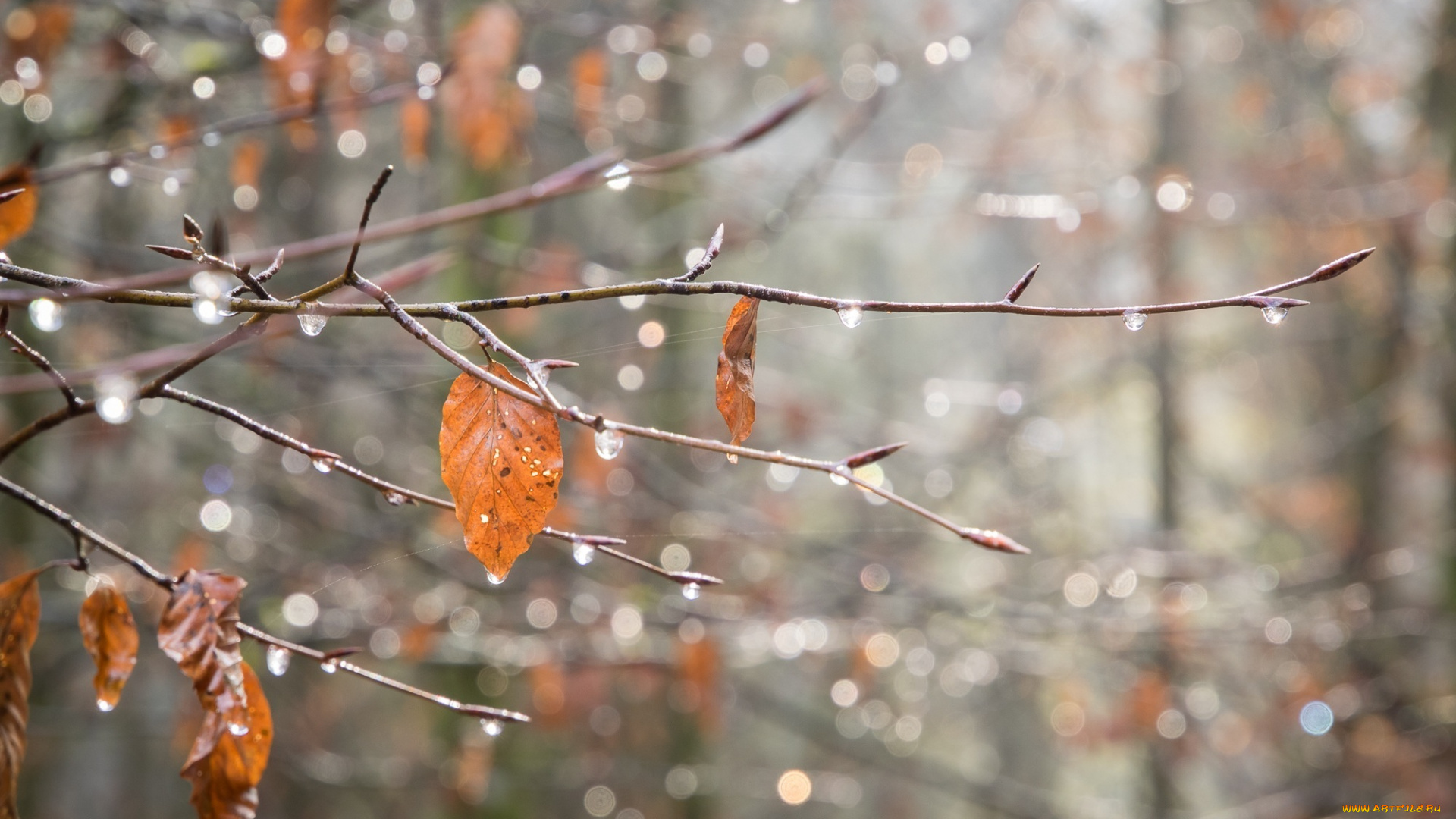 природа, листья, макро, ветка, паутина, капли