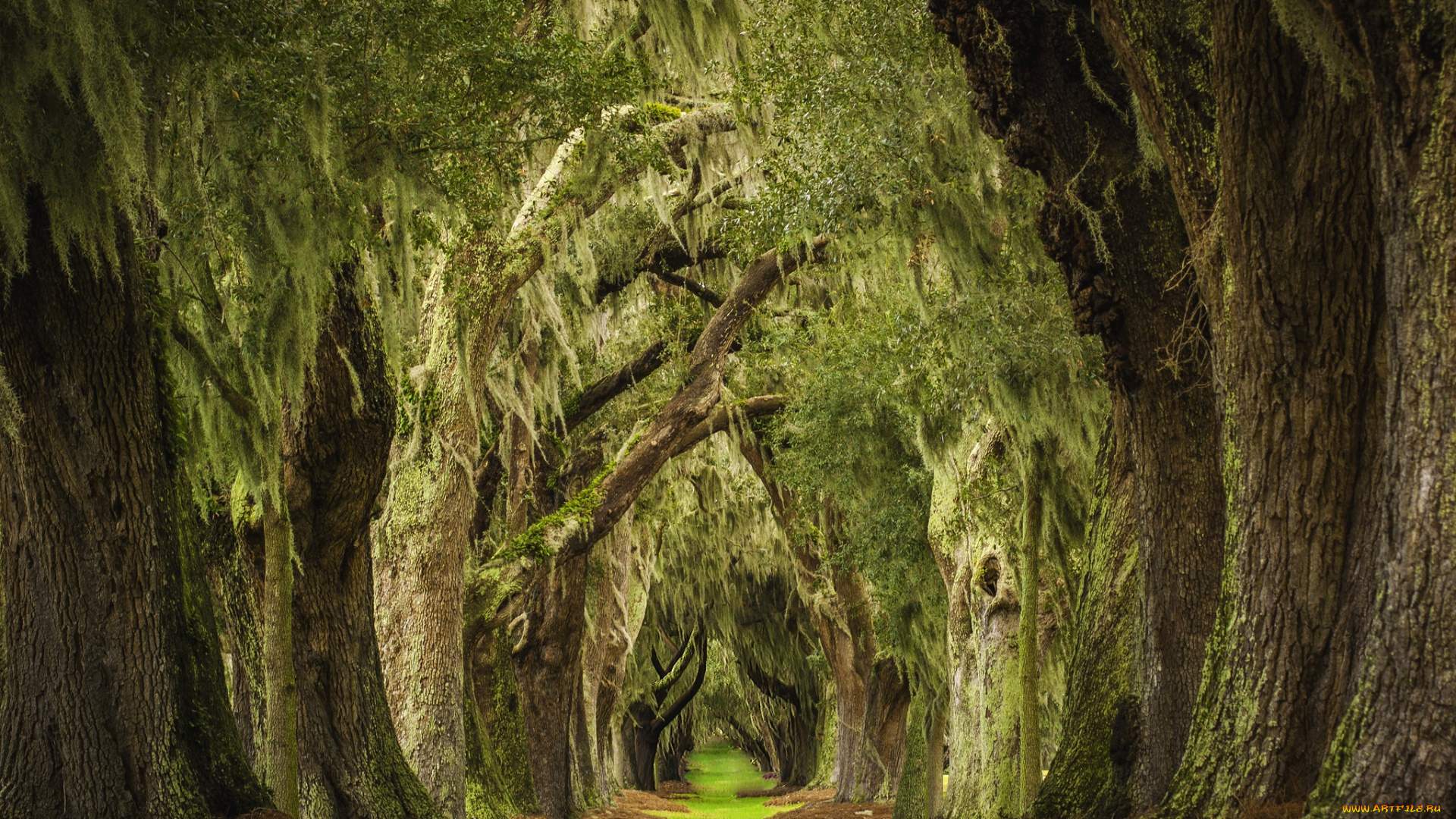 природа, парк, аллея