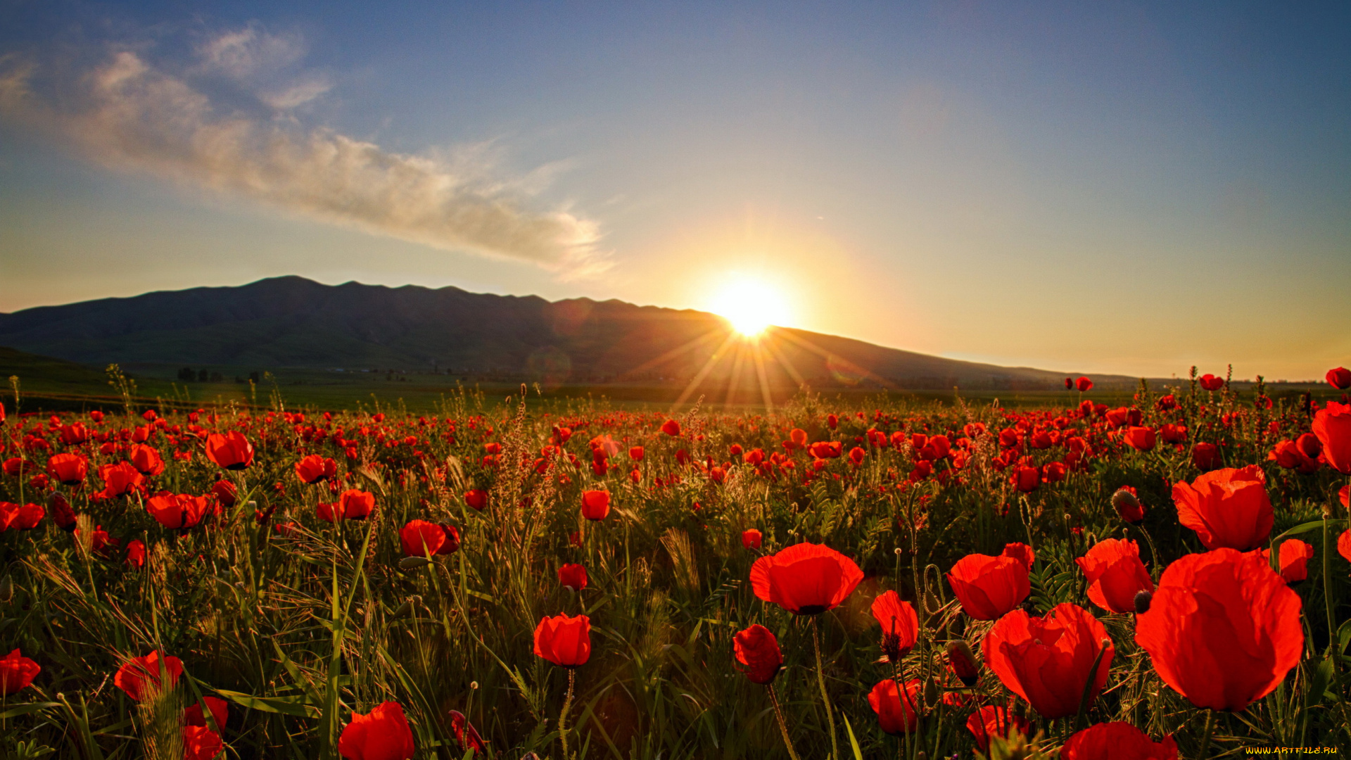 природа, восходы, закаты, закат, маки, поле