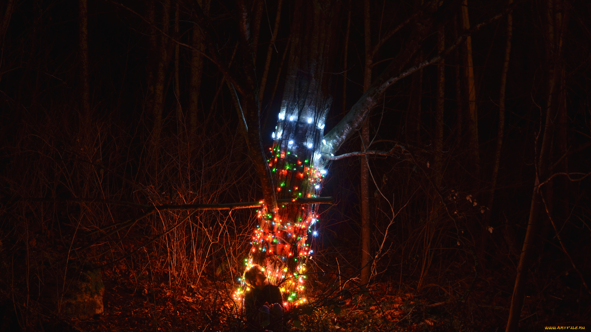 разное, иллюминация, гирлянда, ночь, лес