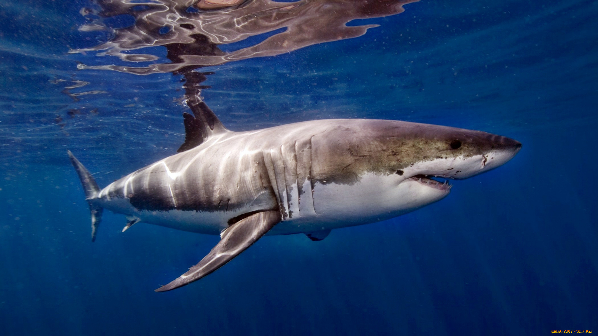 животные, акулы, океан, глубина, акула