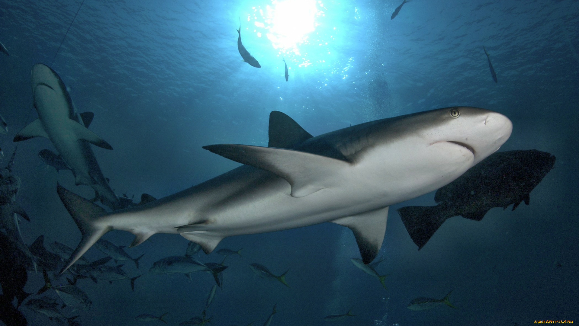 животные, акулы, океан, глубина, акула