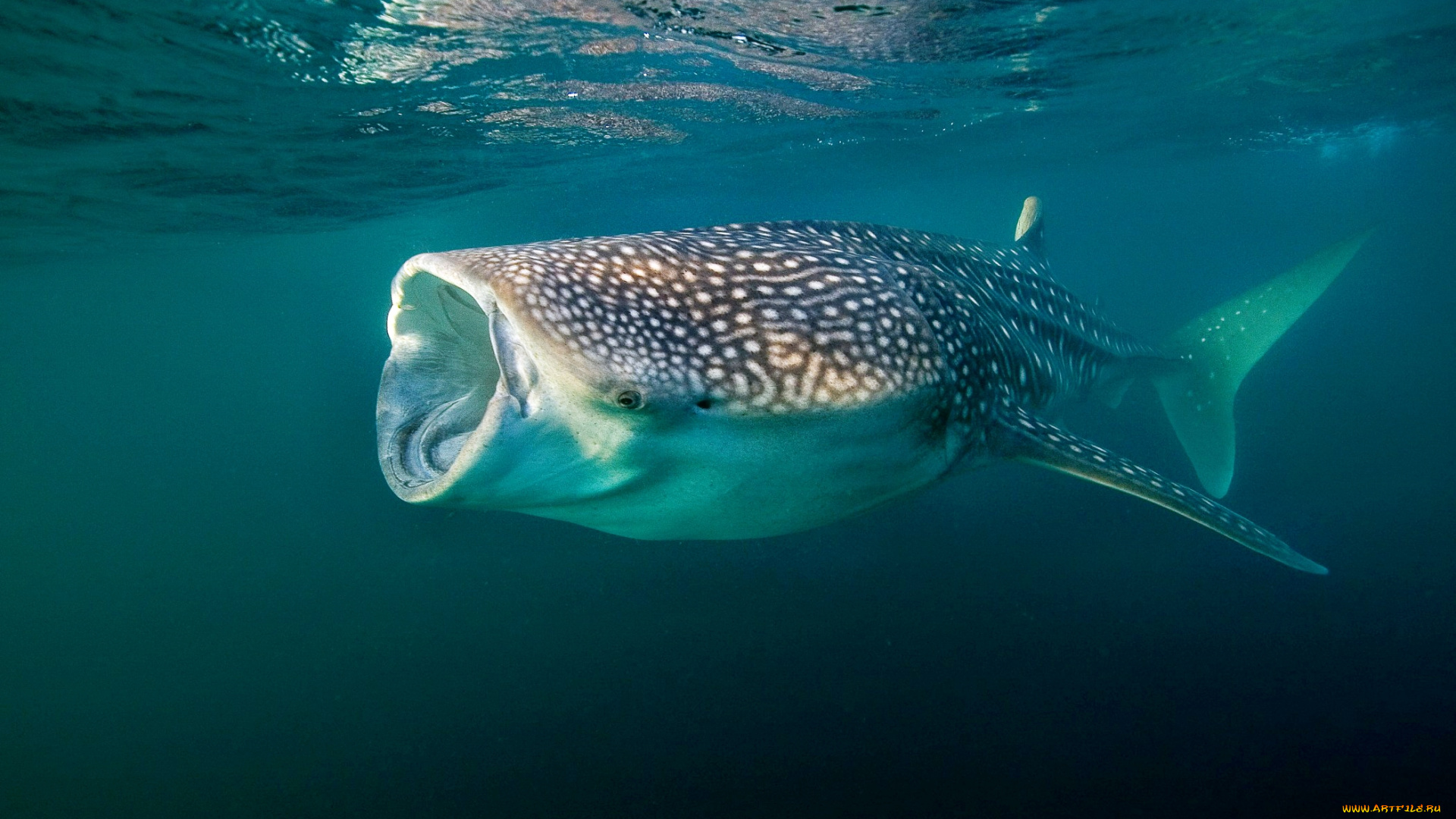 животные, акулы, океан, глубина, акула, китовая