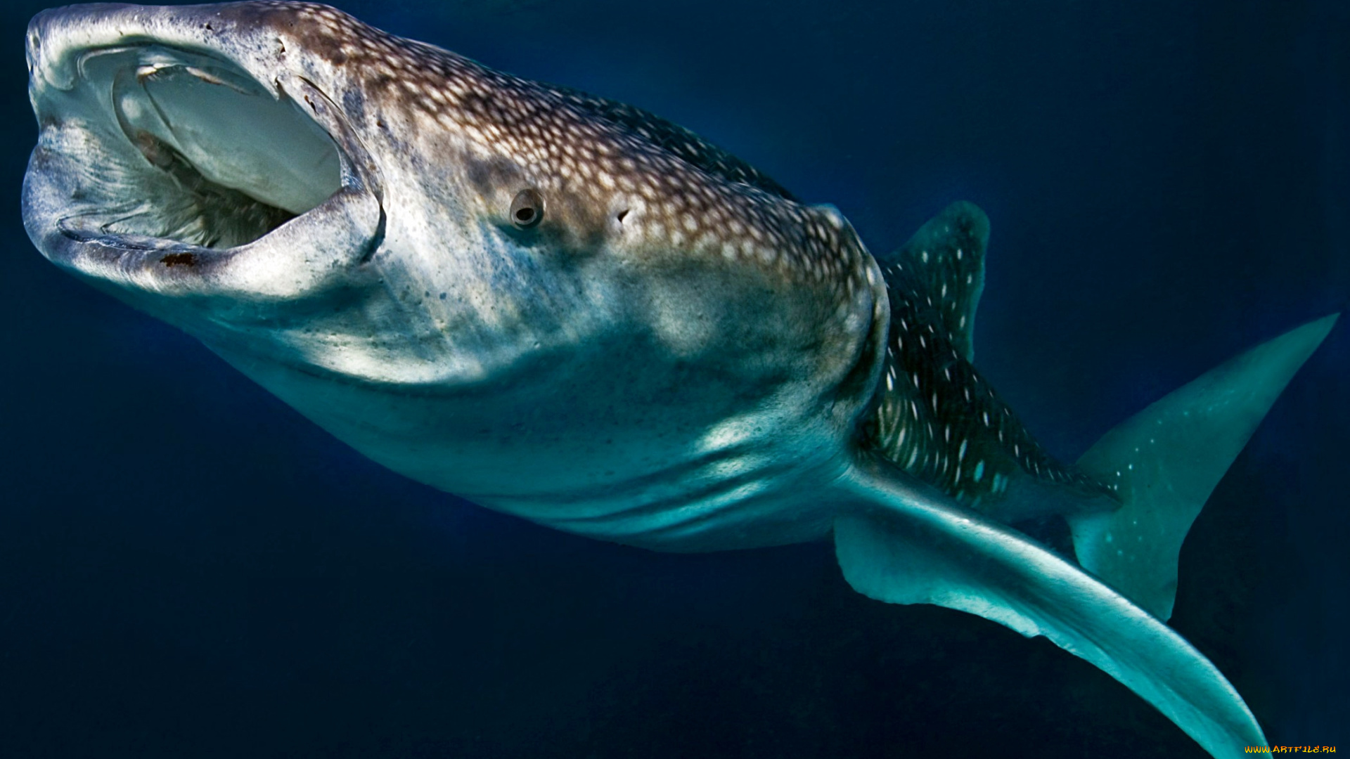 животные, акулы, океан, глубина, акула, китовая