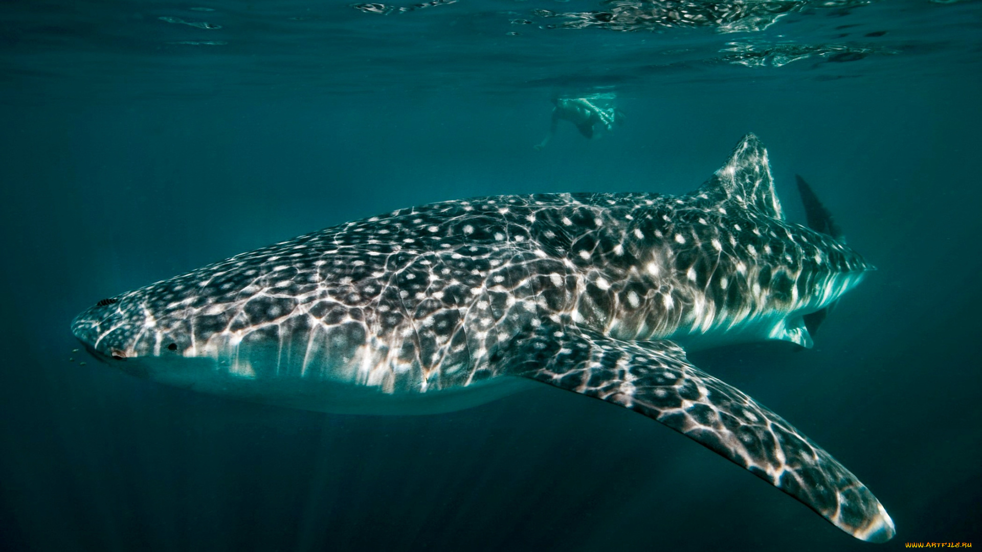животные, акулы, океан, глубина, акула, китовая