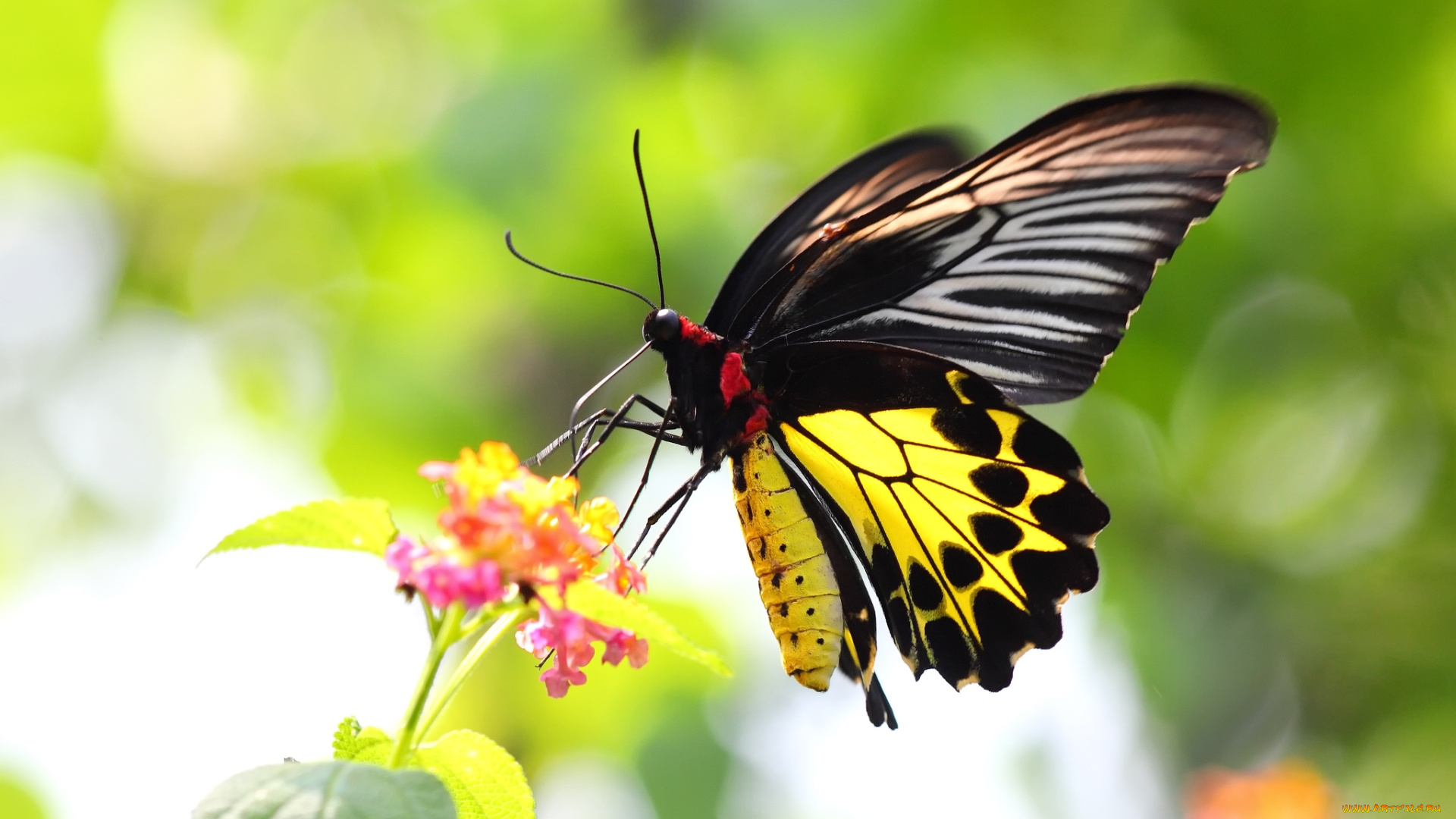 животные, бабочки, крылья