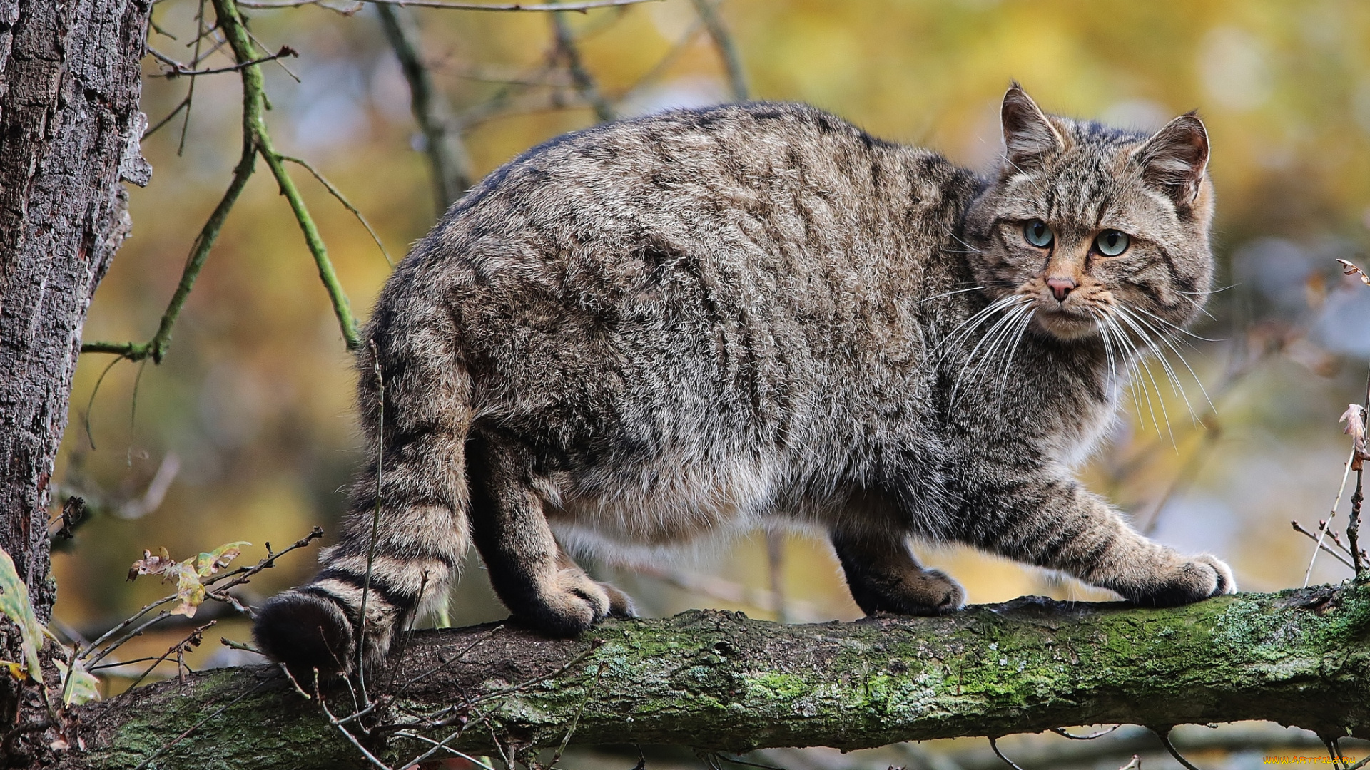 животные, дикие, кошки, лесной, кот