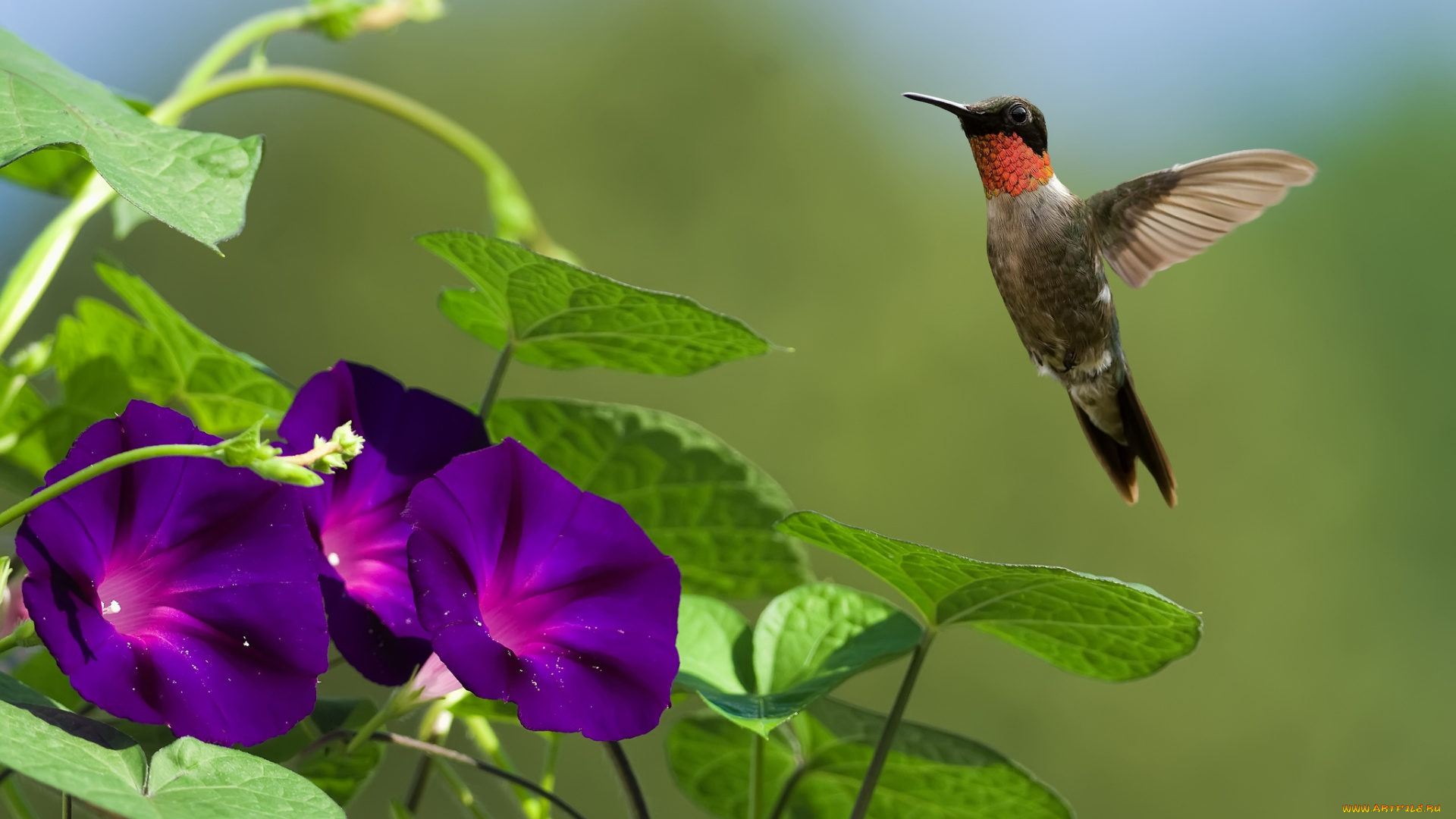 животные, колибри, полет, ипомея