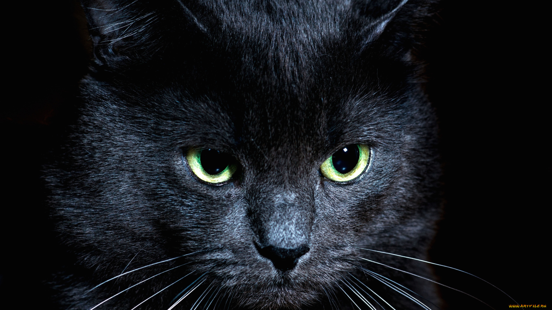 животные, коты, котяра