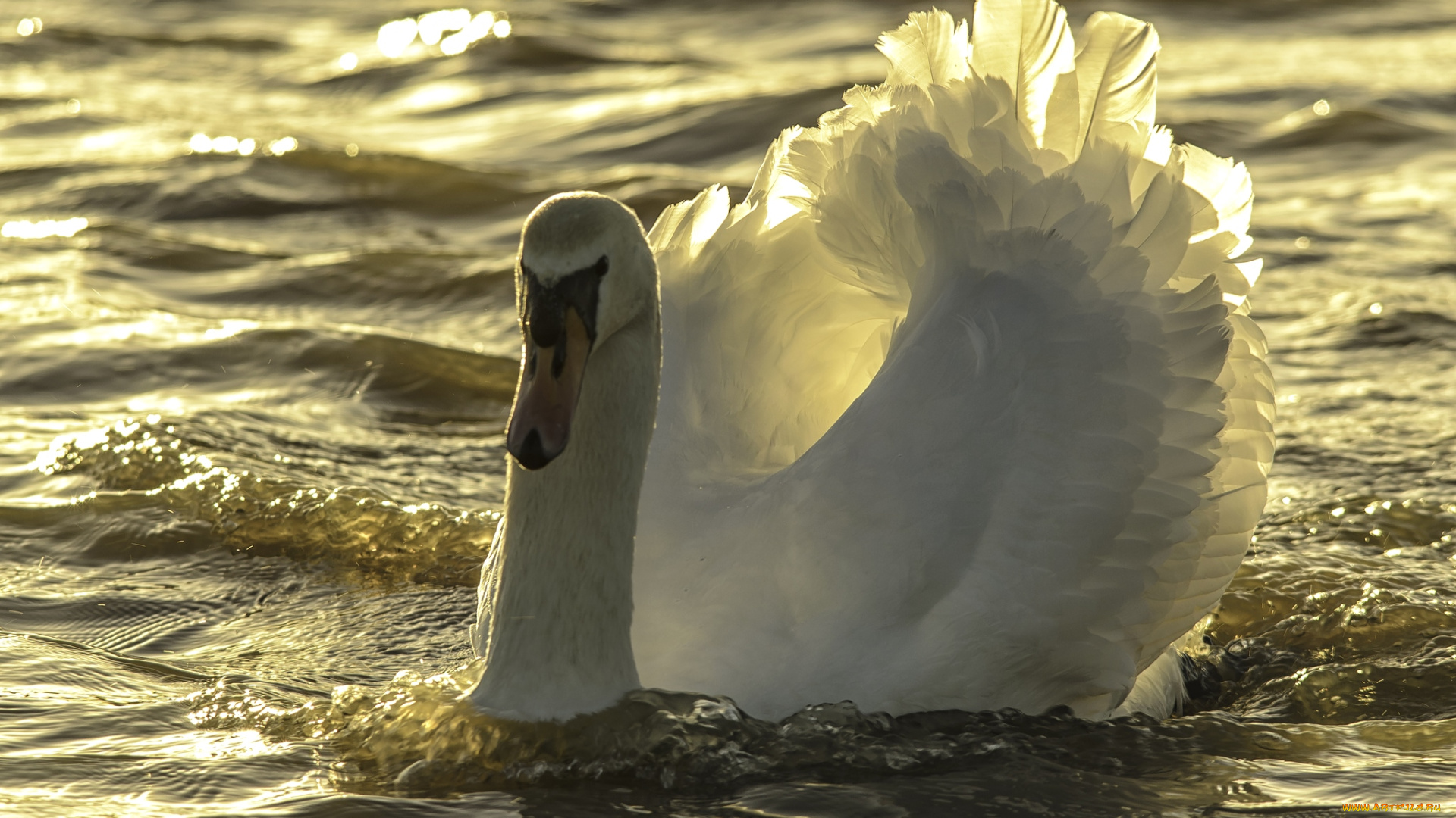 животные, лебеди, шипун