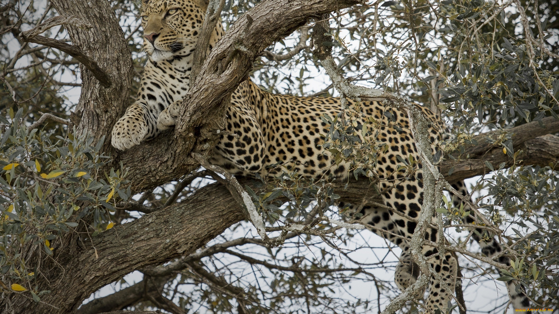 животные, леопарды, дерево, леопард, отдых