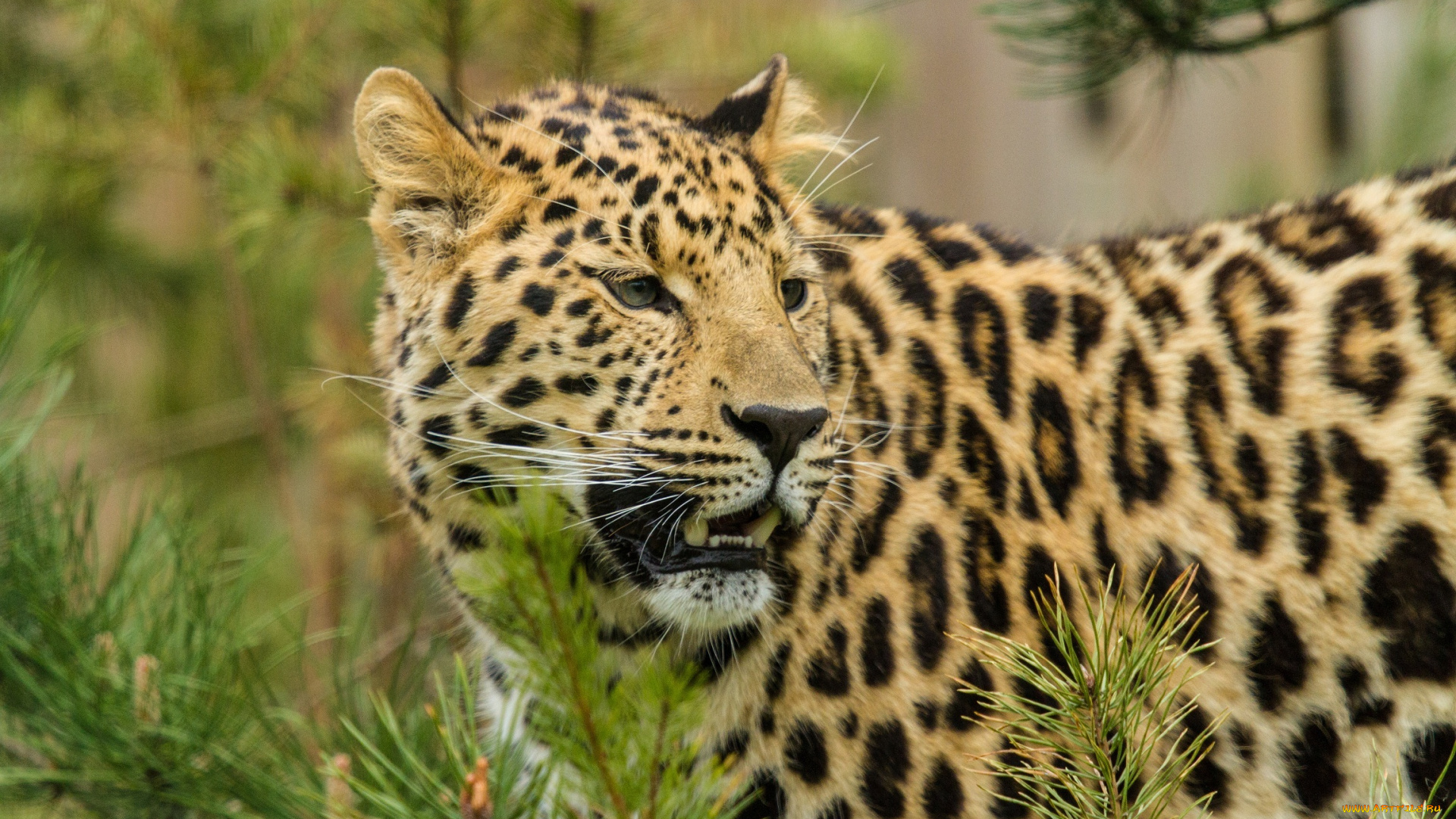 животные, леопарды, ветки, морда, амурский, леопард