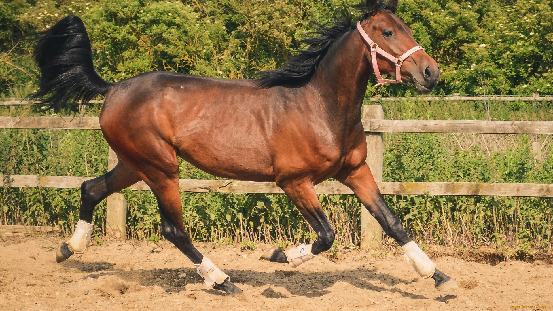 животные, лошади, гнедой