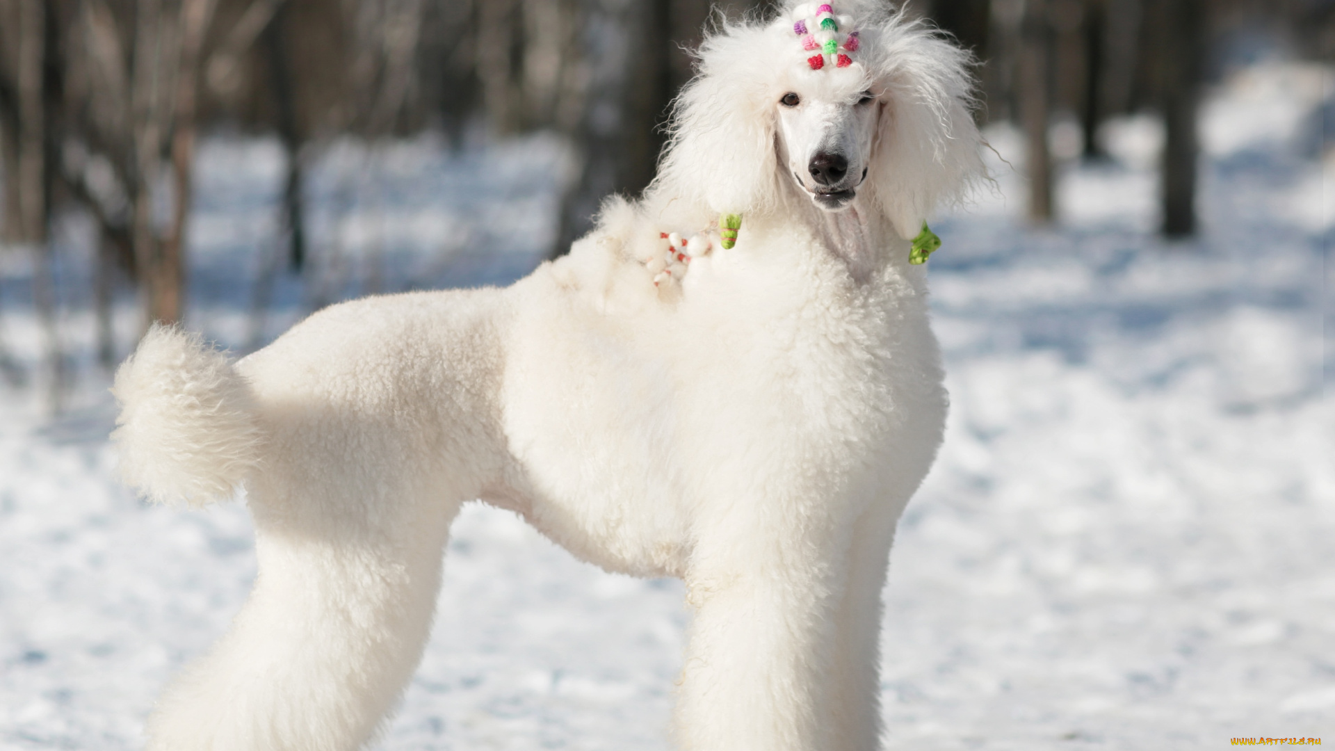 животные, собаки, пудель
