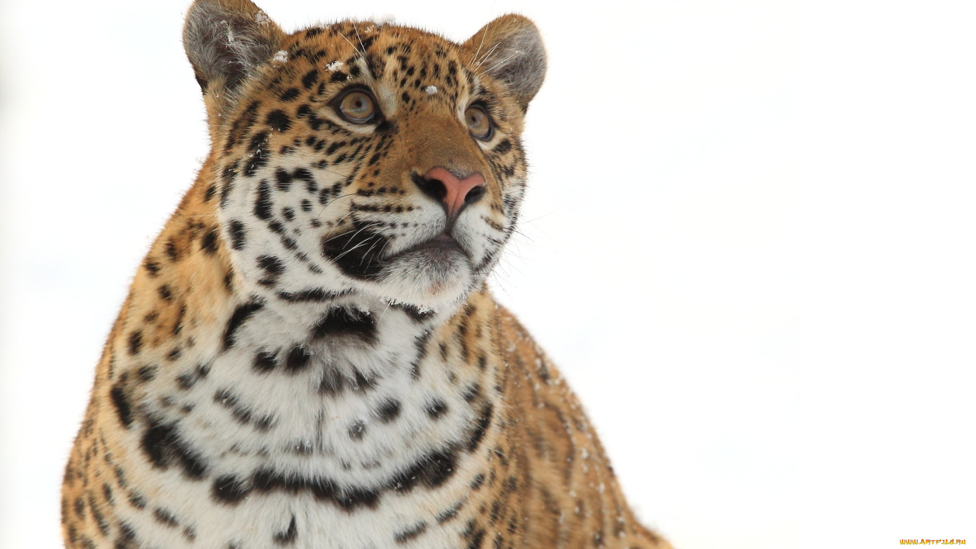 животные, Ягуары, ягуар, морда, взгляд, вверх