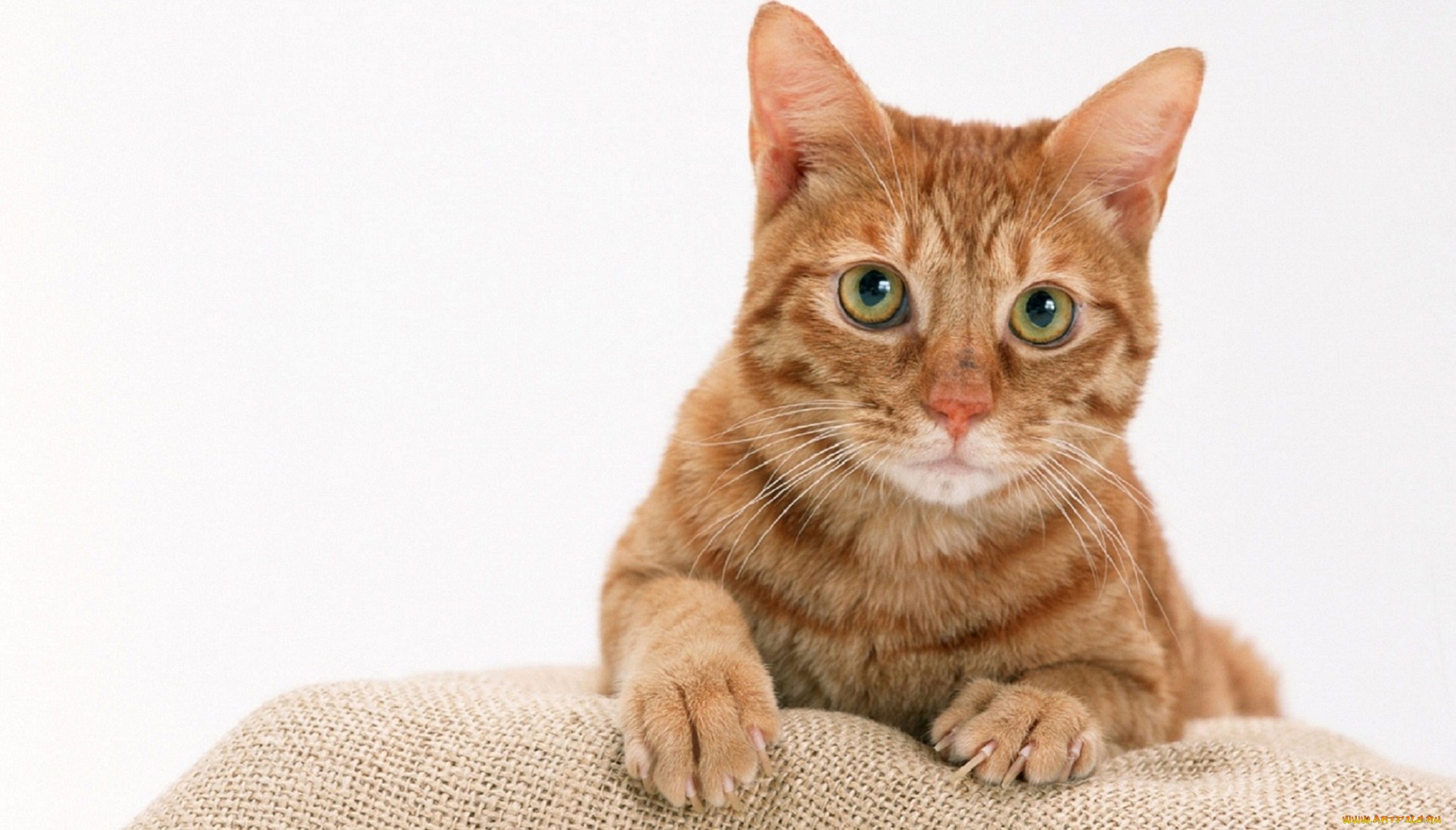 животные, коты, киса