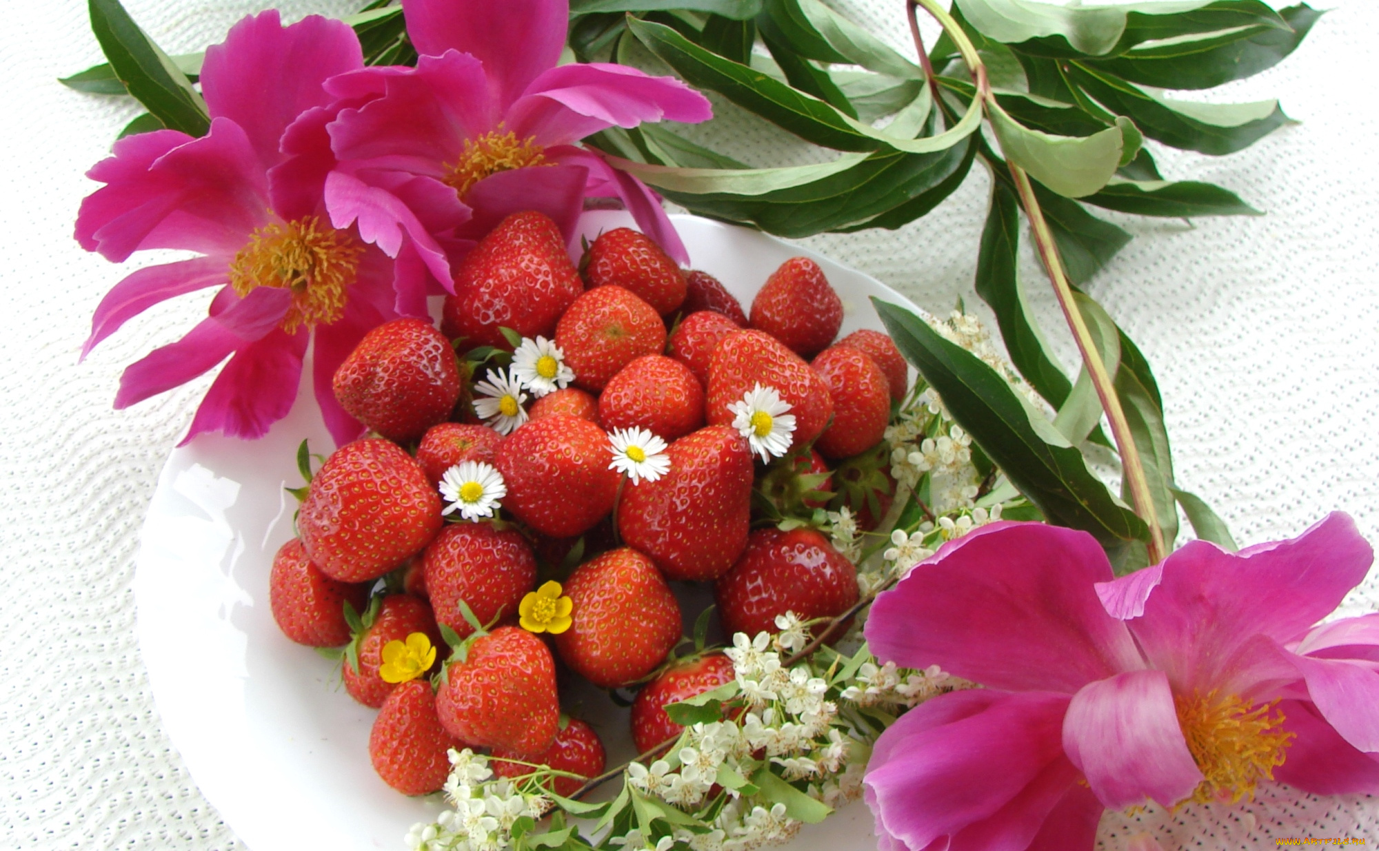 еда, клубника, , земляника, пионы