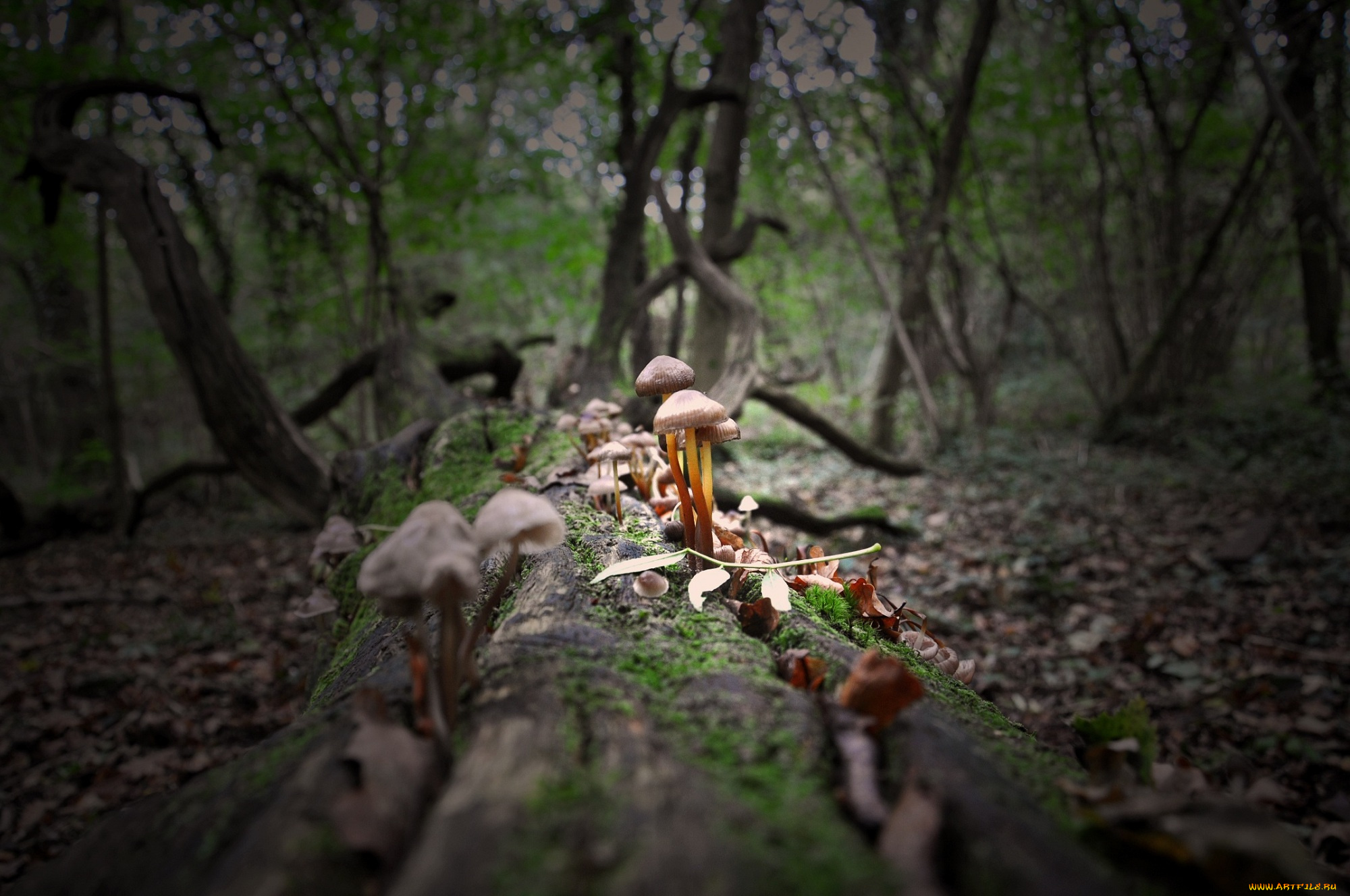 природа, грибы, бревно, лес, макро, мох
