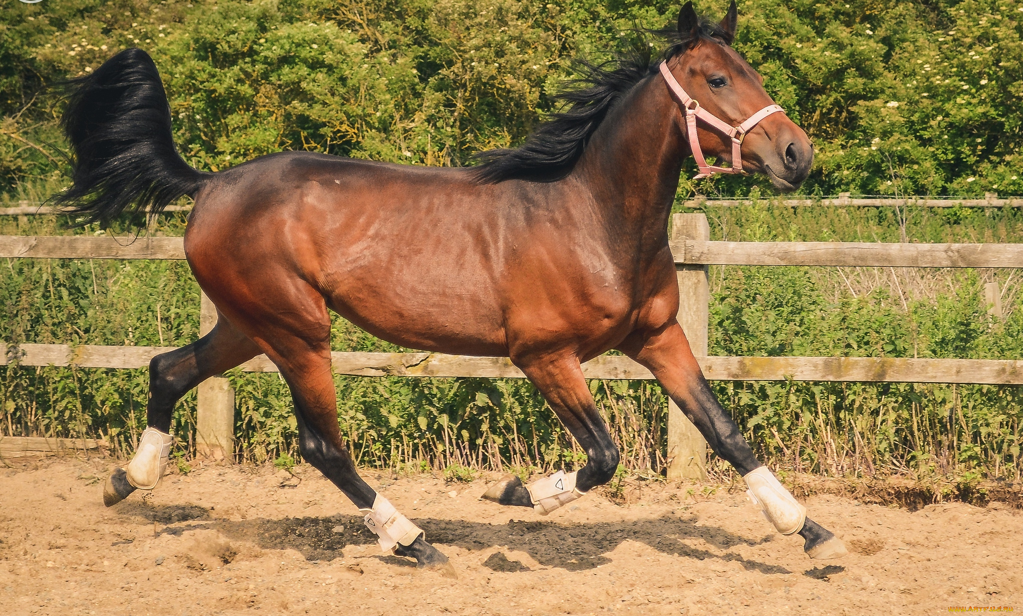 животные, лошади, гнедой