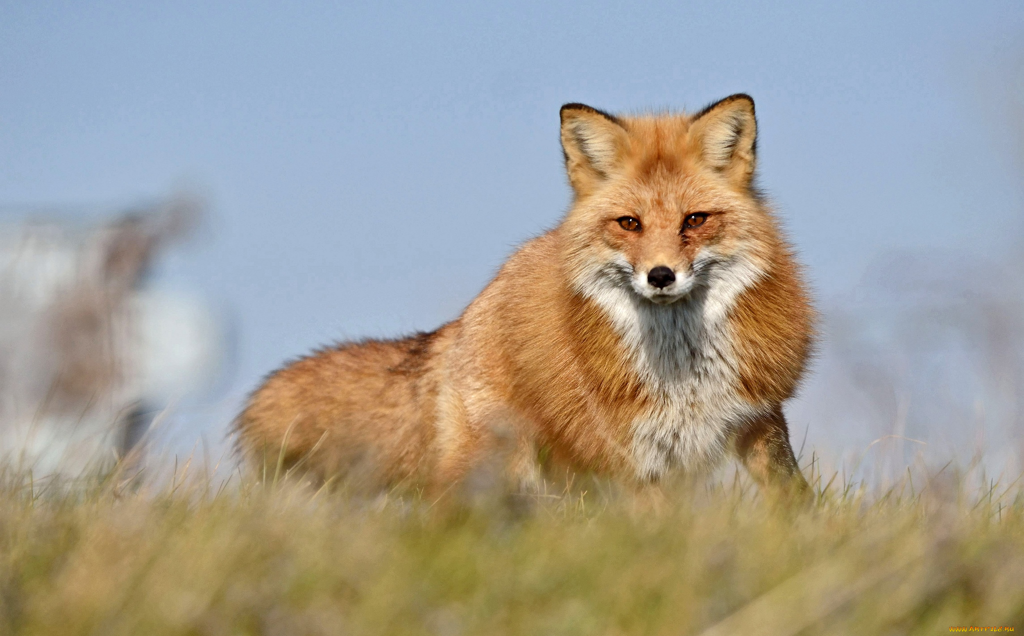 животные, лисы, рыжая