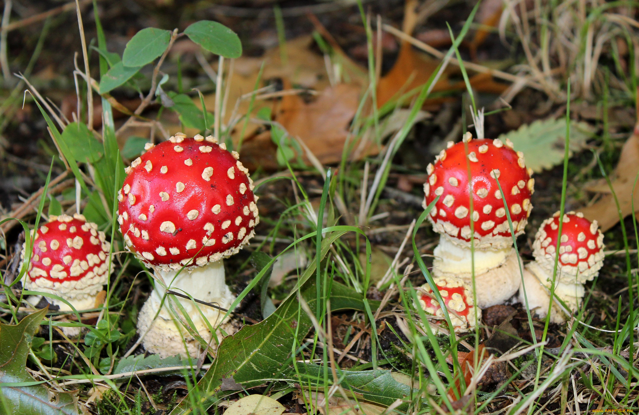 природа, грибы, , мухомор, мухоморы, трава, листья, лес