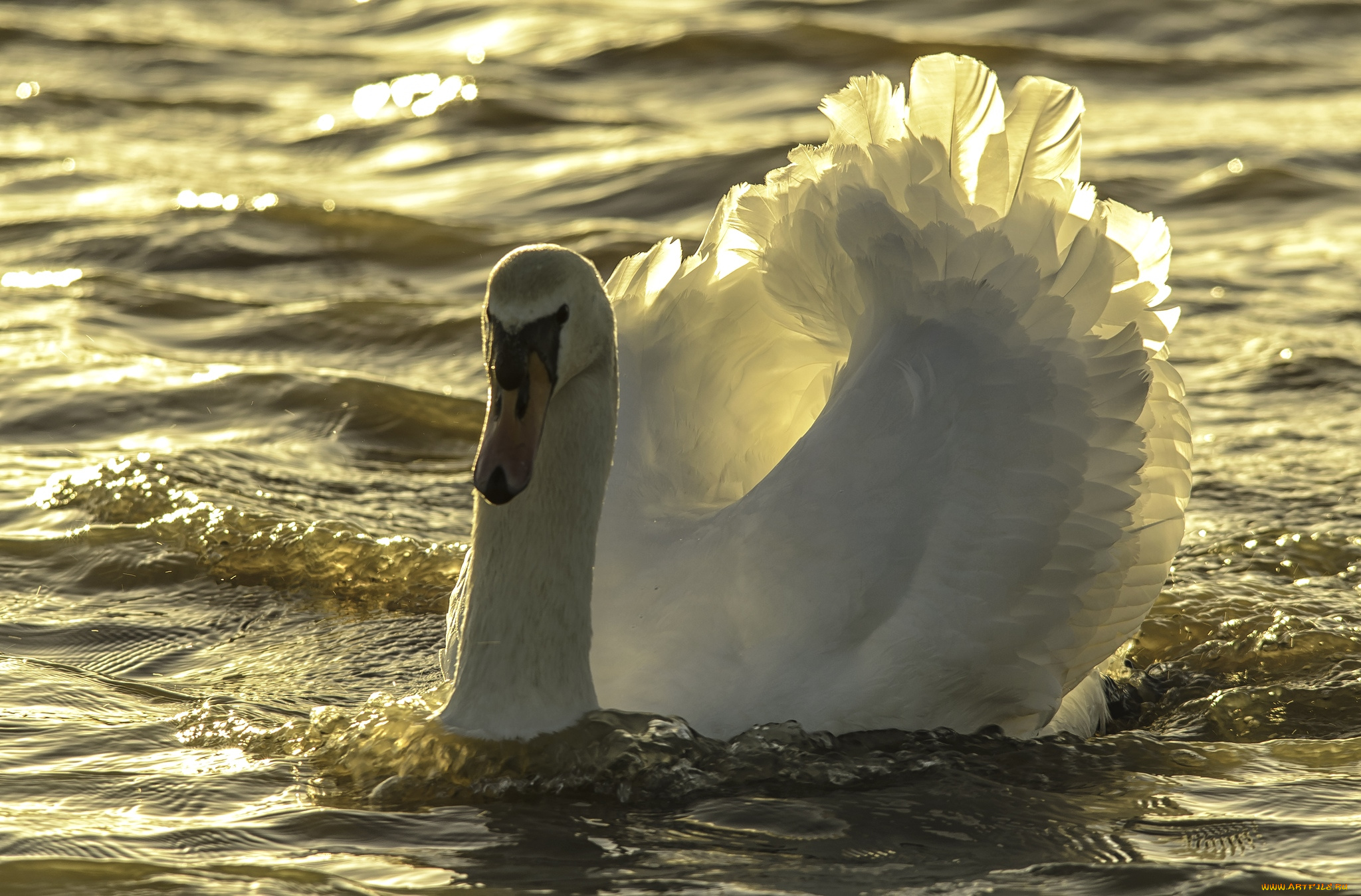 животные, лебеди, шипун