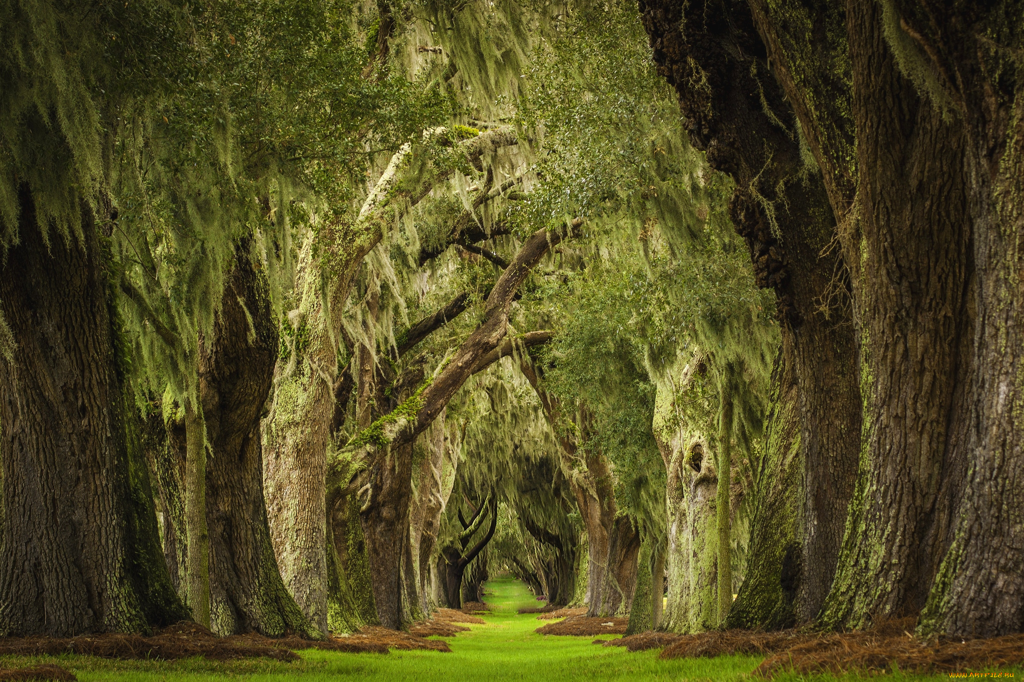 природа, парк, аллея