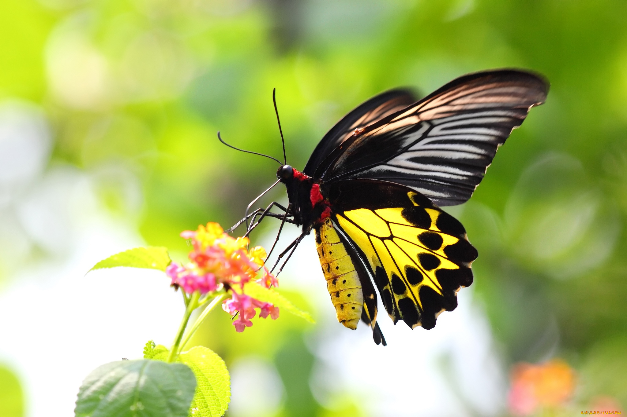 животные, бабочки, крылья