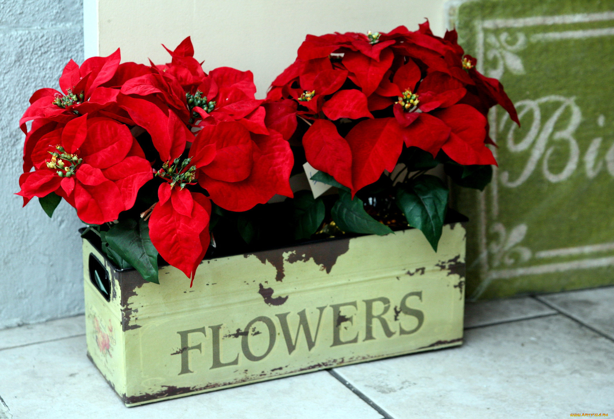 цветы, пуансеттия, алый