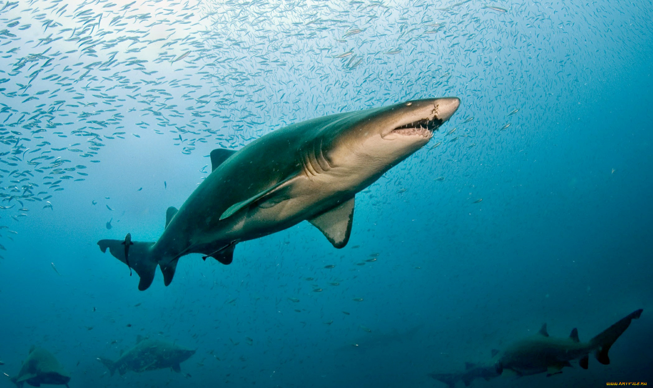 животные, акулы, океан, глубина, акула