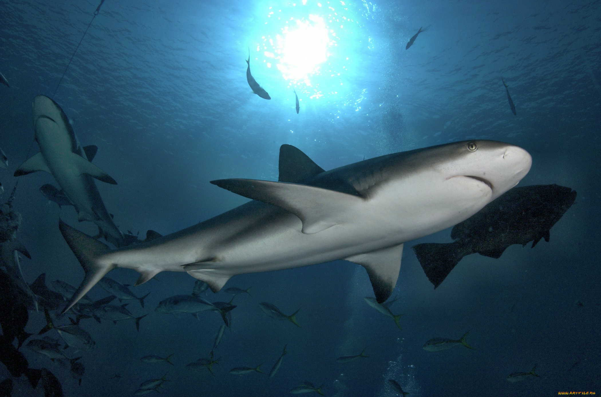 животные, акулы, океан, глубина, акула