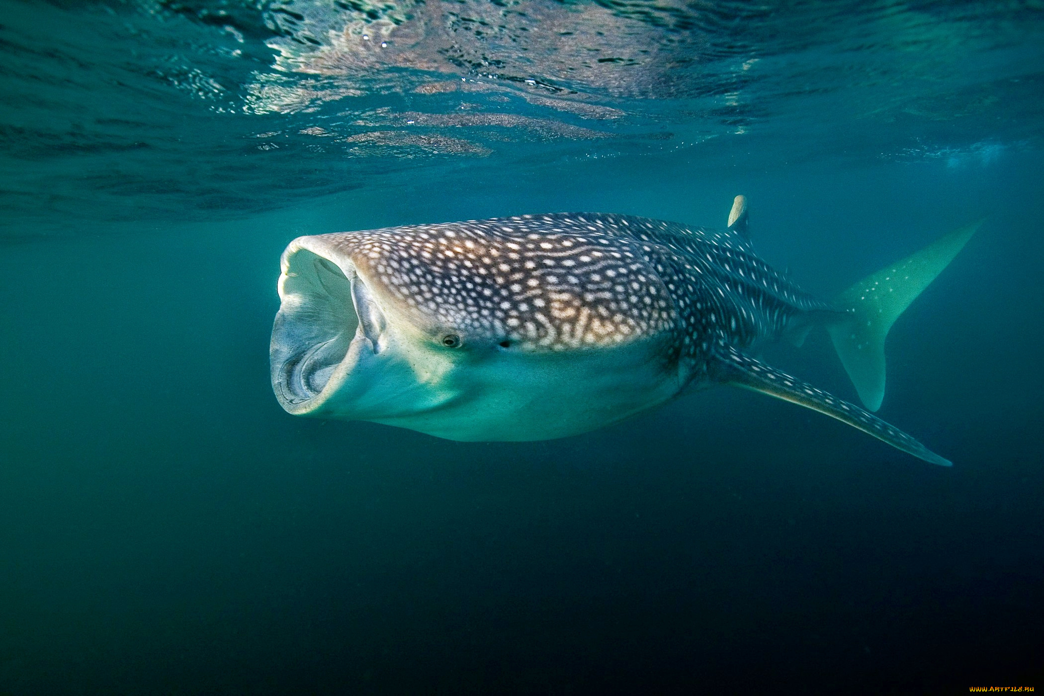 животные, акулы, океан, глубина, акула, китовая