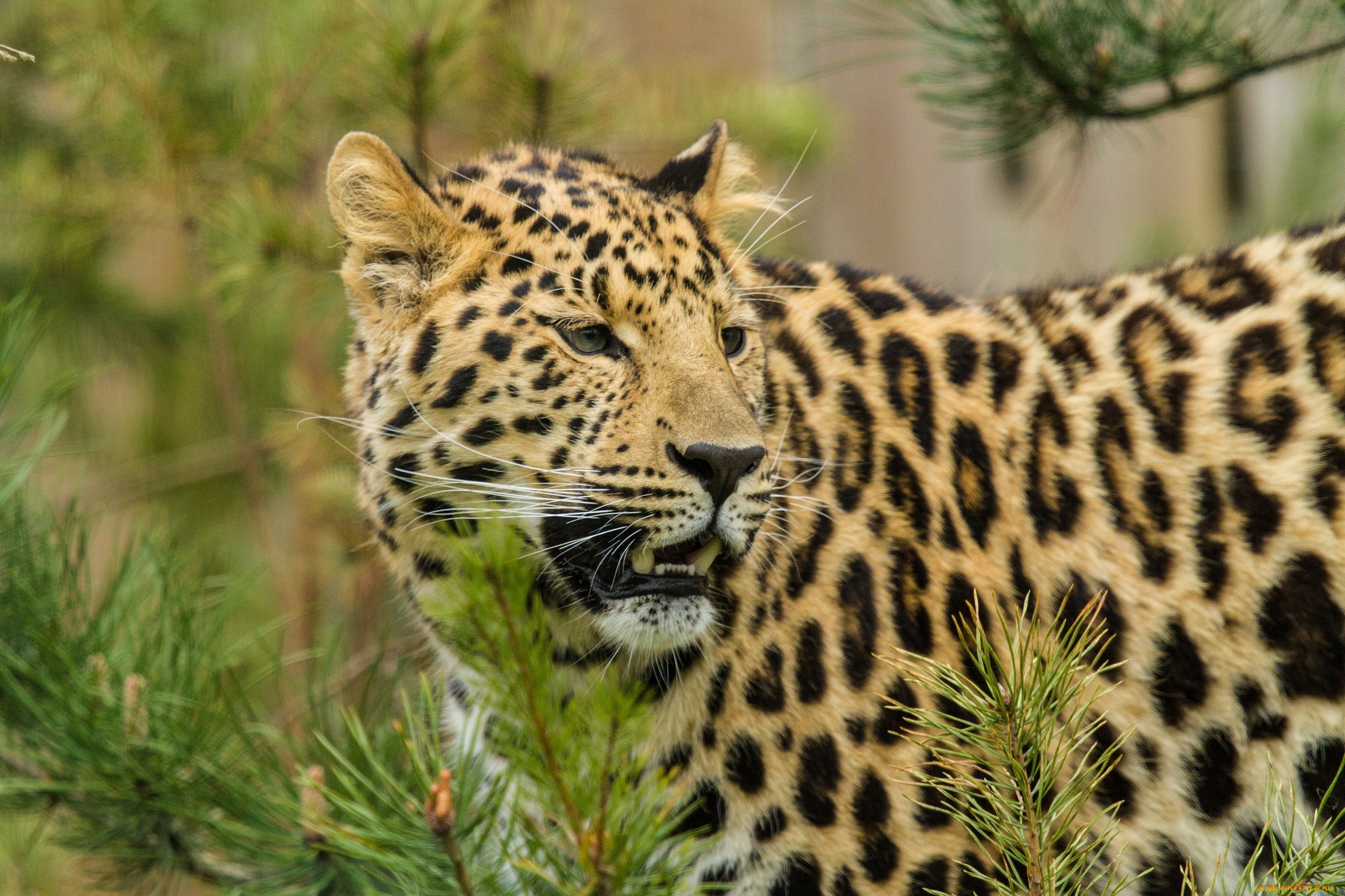 животные, леопарды, ветки, морда, амурский, леопард