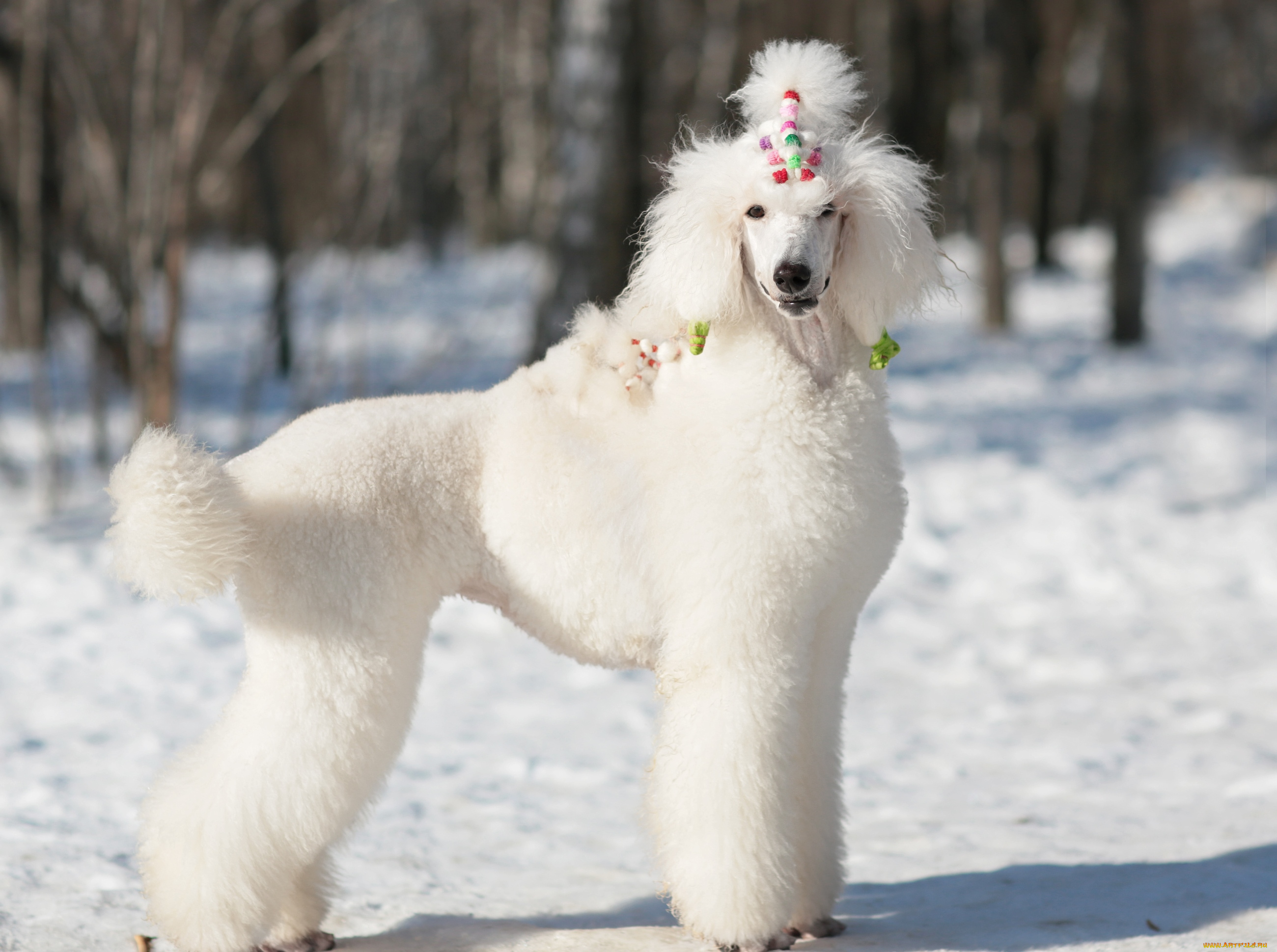 животные, собаки, пудель