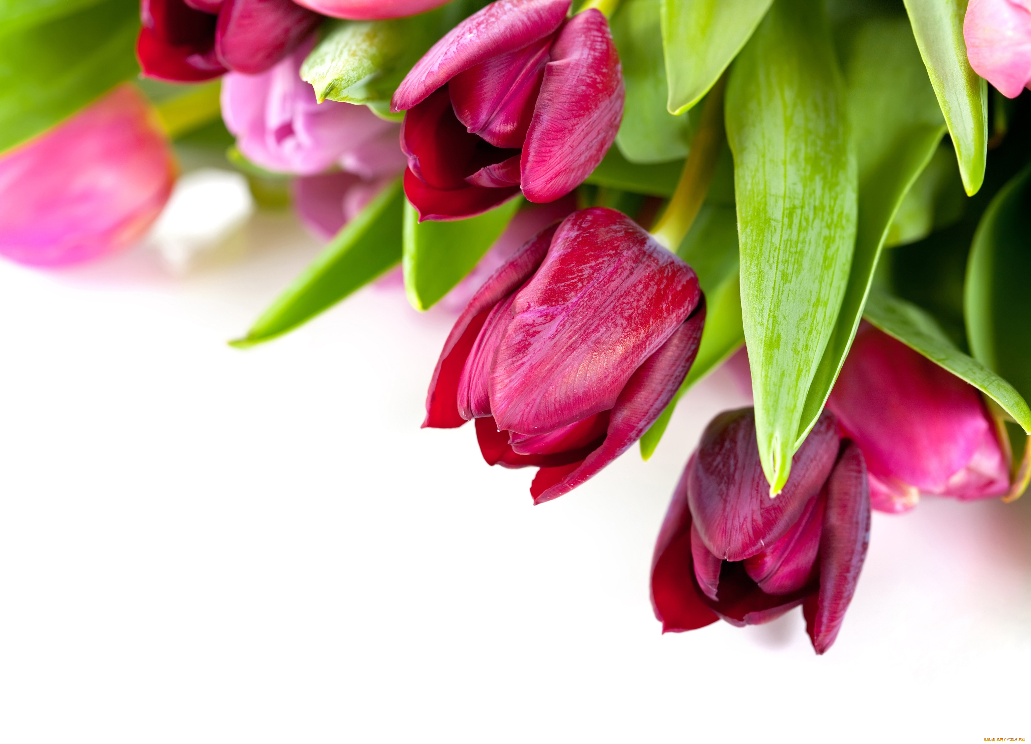 цветы, тюльпаны, лиловый