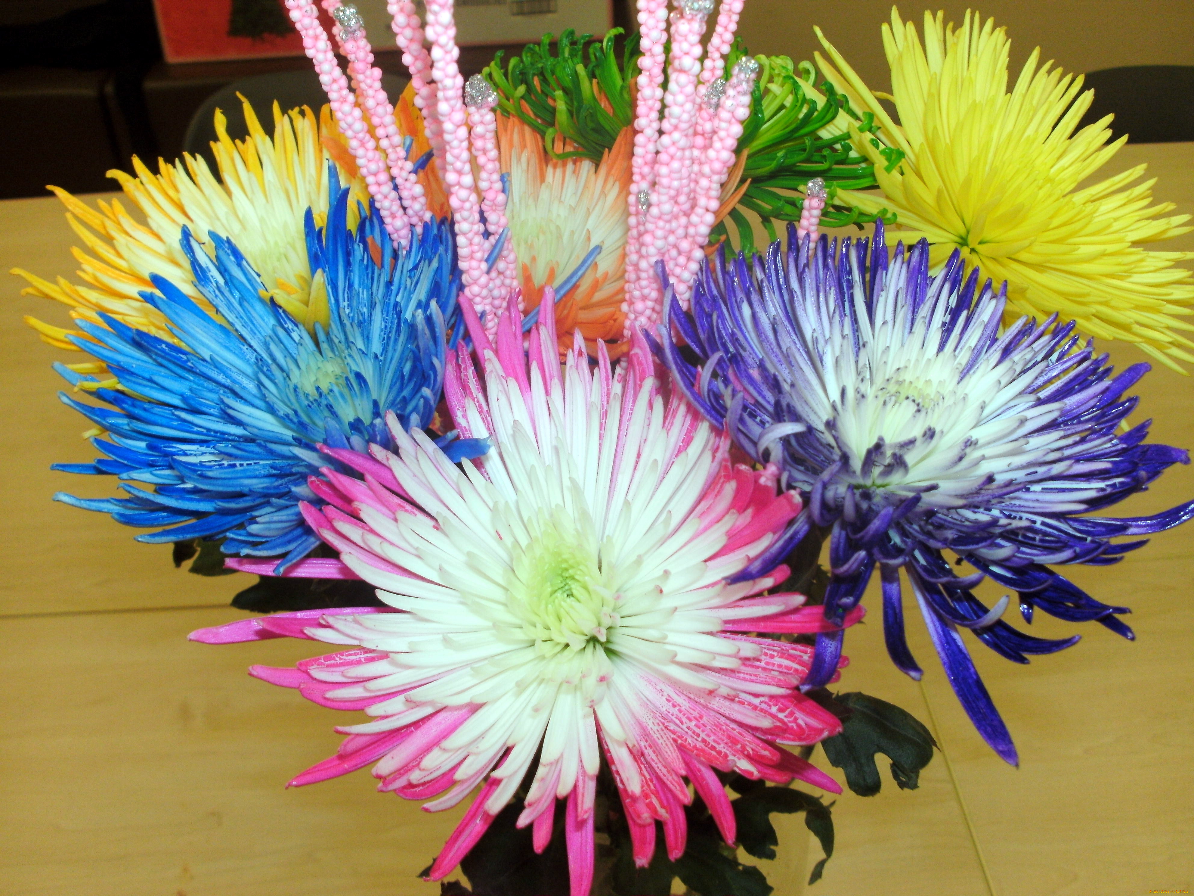 цветы, хризантемы, разноцветные