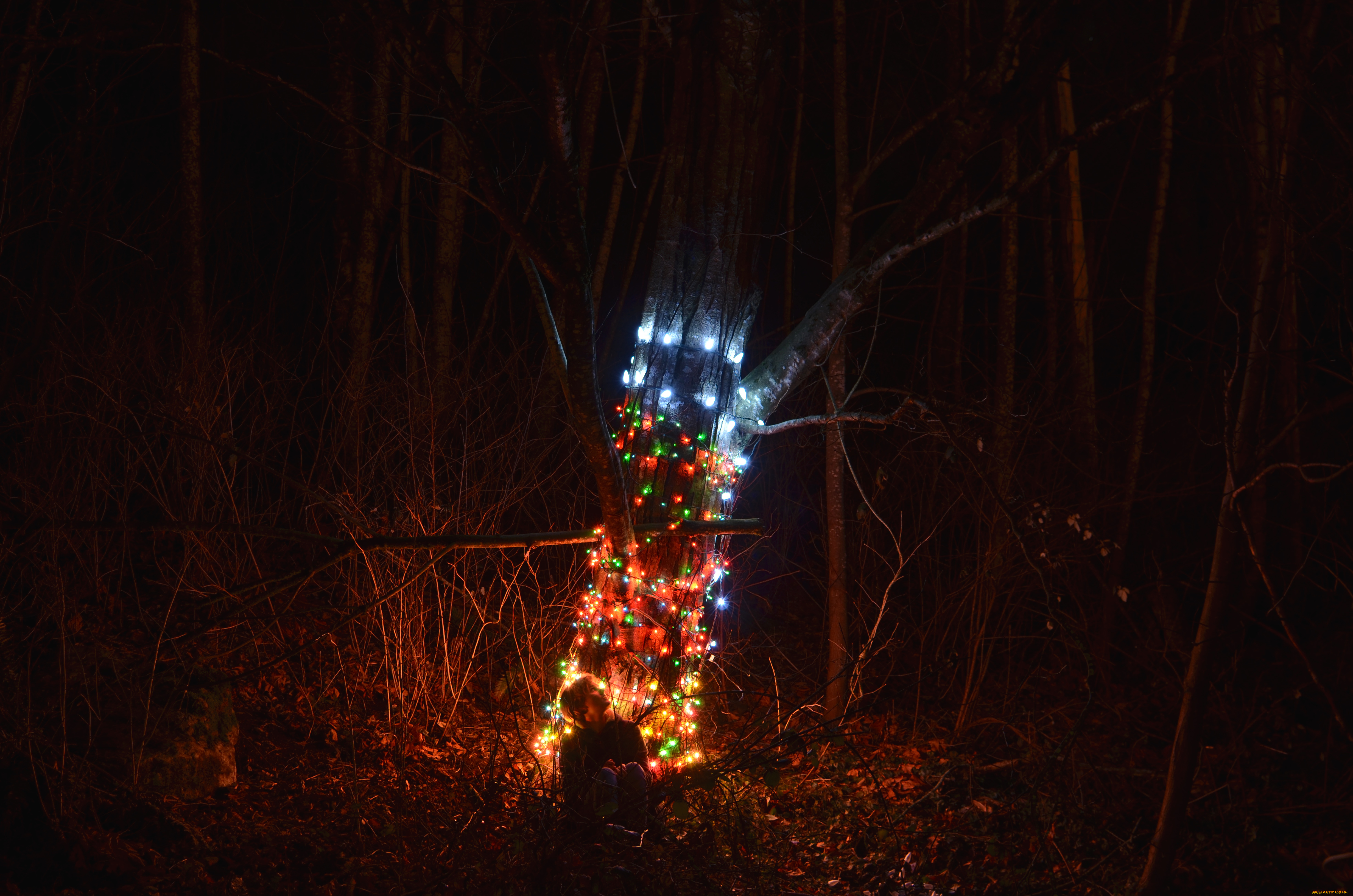 разное, иллюминация, гирлянда, ночь, лес