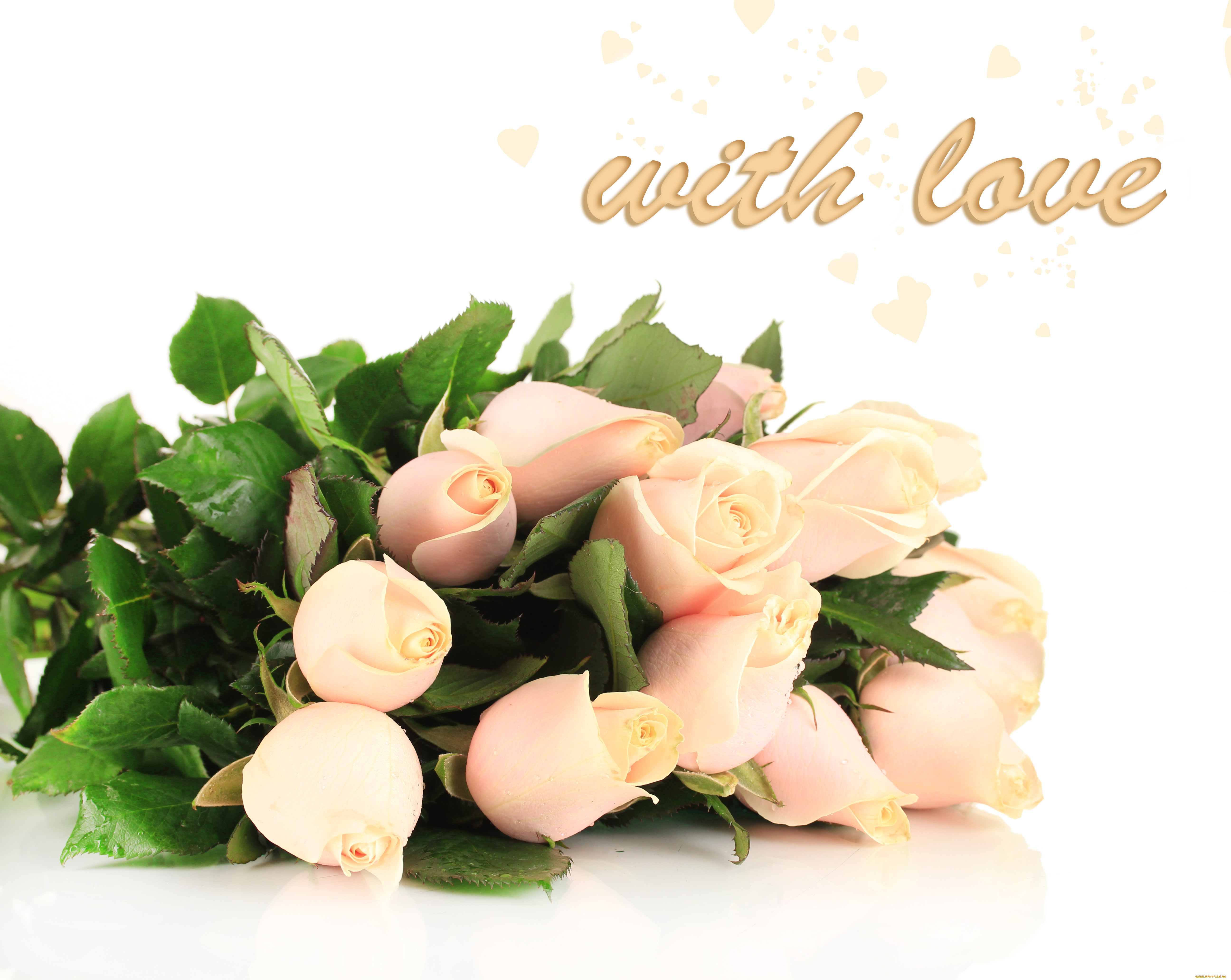 цветы, розы, бутоны