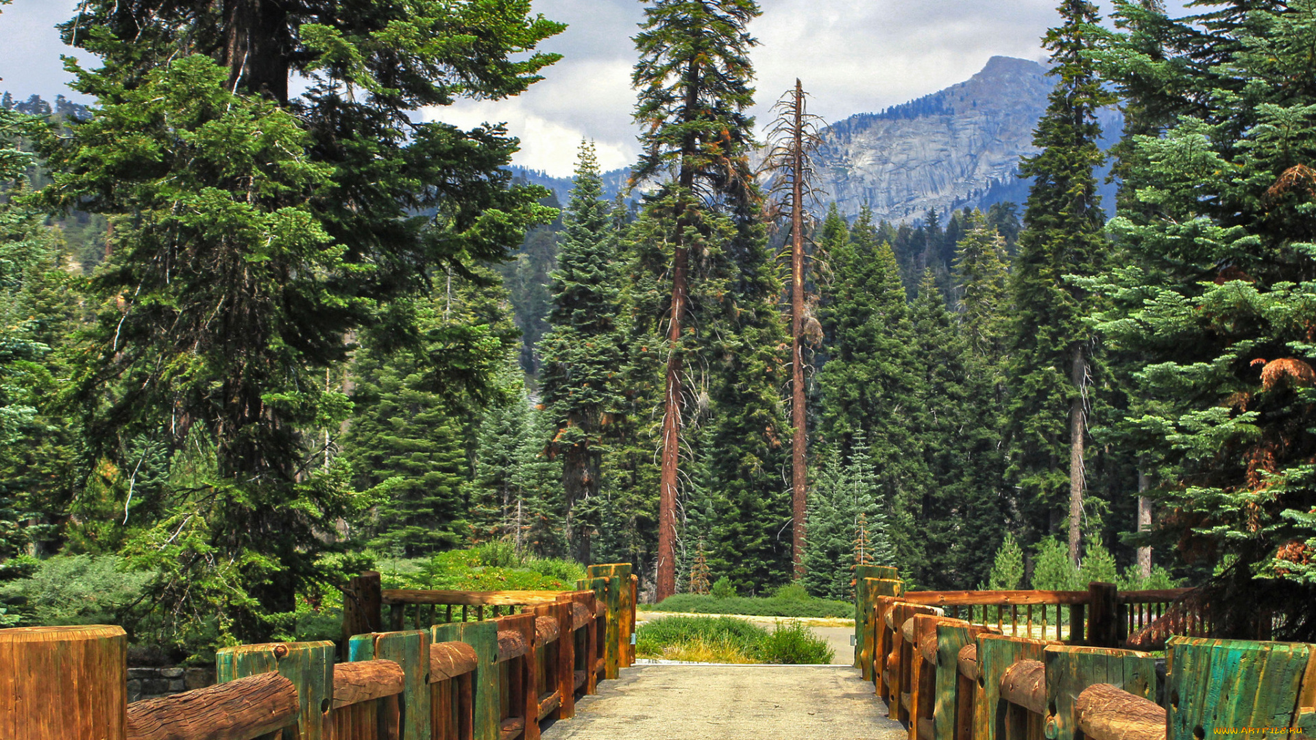 природа, дороги, лес, мост, тракт