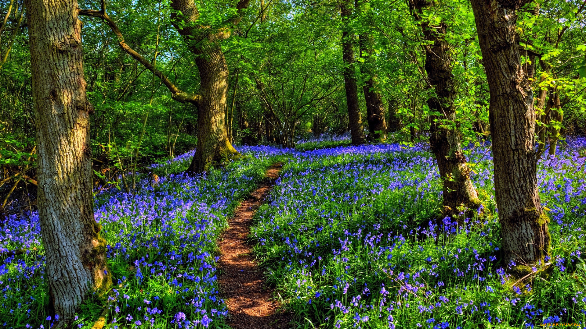 природа, дороги, лес, тропа, цветы