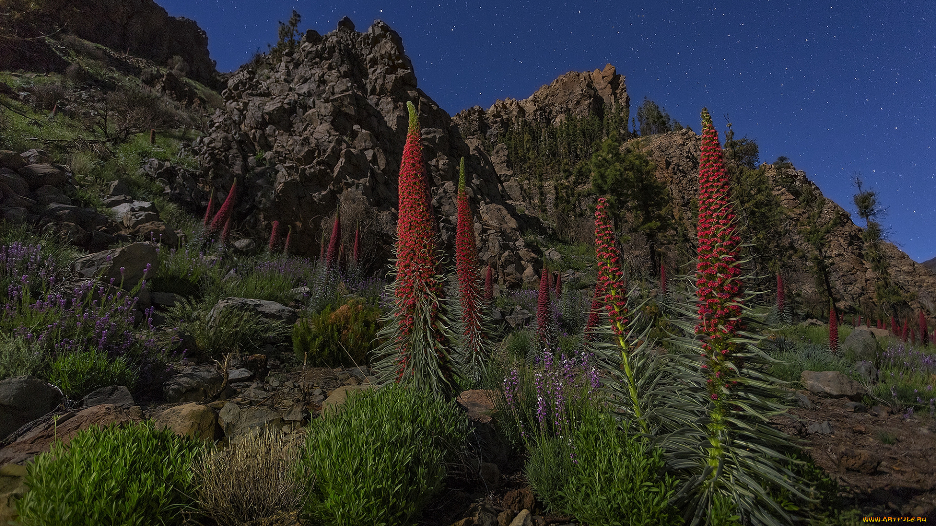 природа, горы, скалы, небо, звезды, цветы
